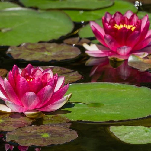 Nénuphar Attraction - Image 6