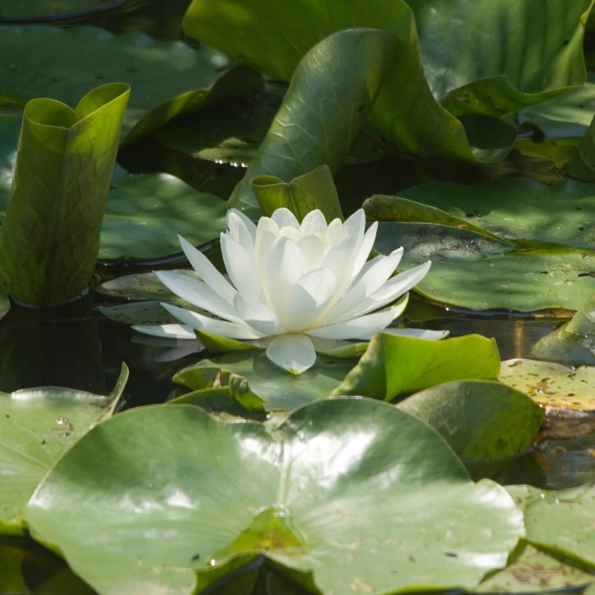 Nénuphar blanc