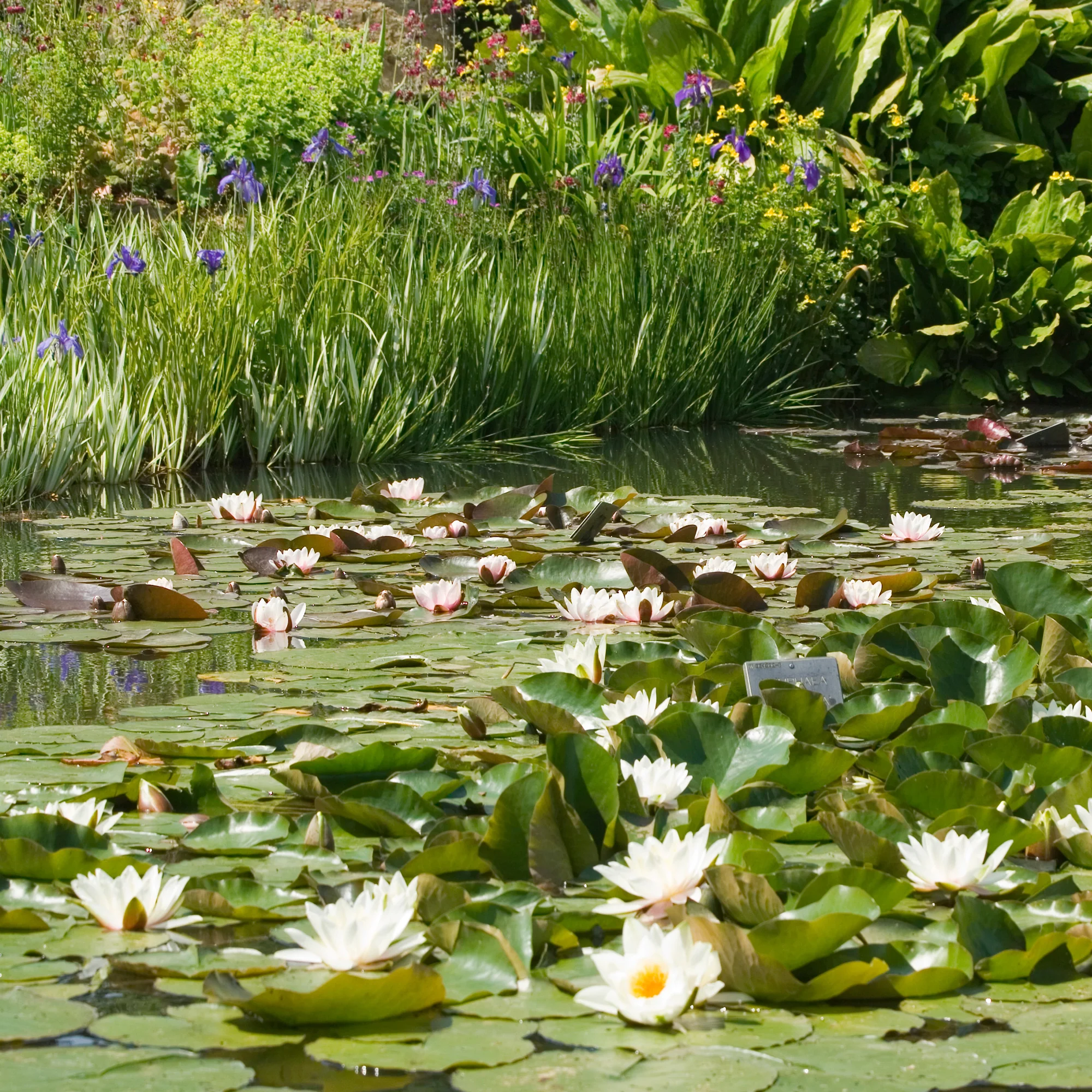 Nénuphar blanc - Image 3