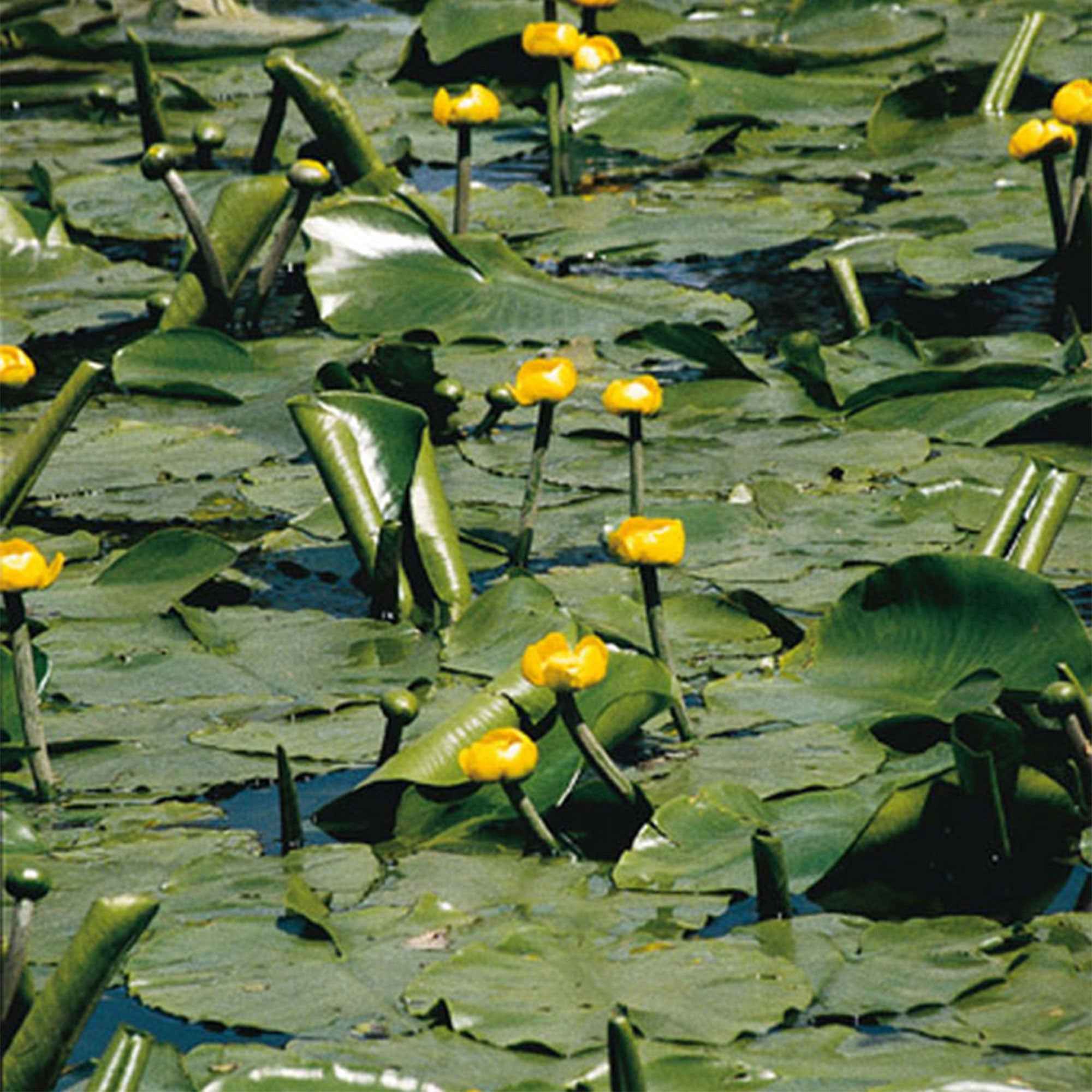 Nénuphar commun