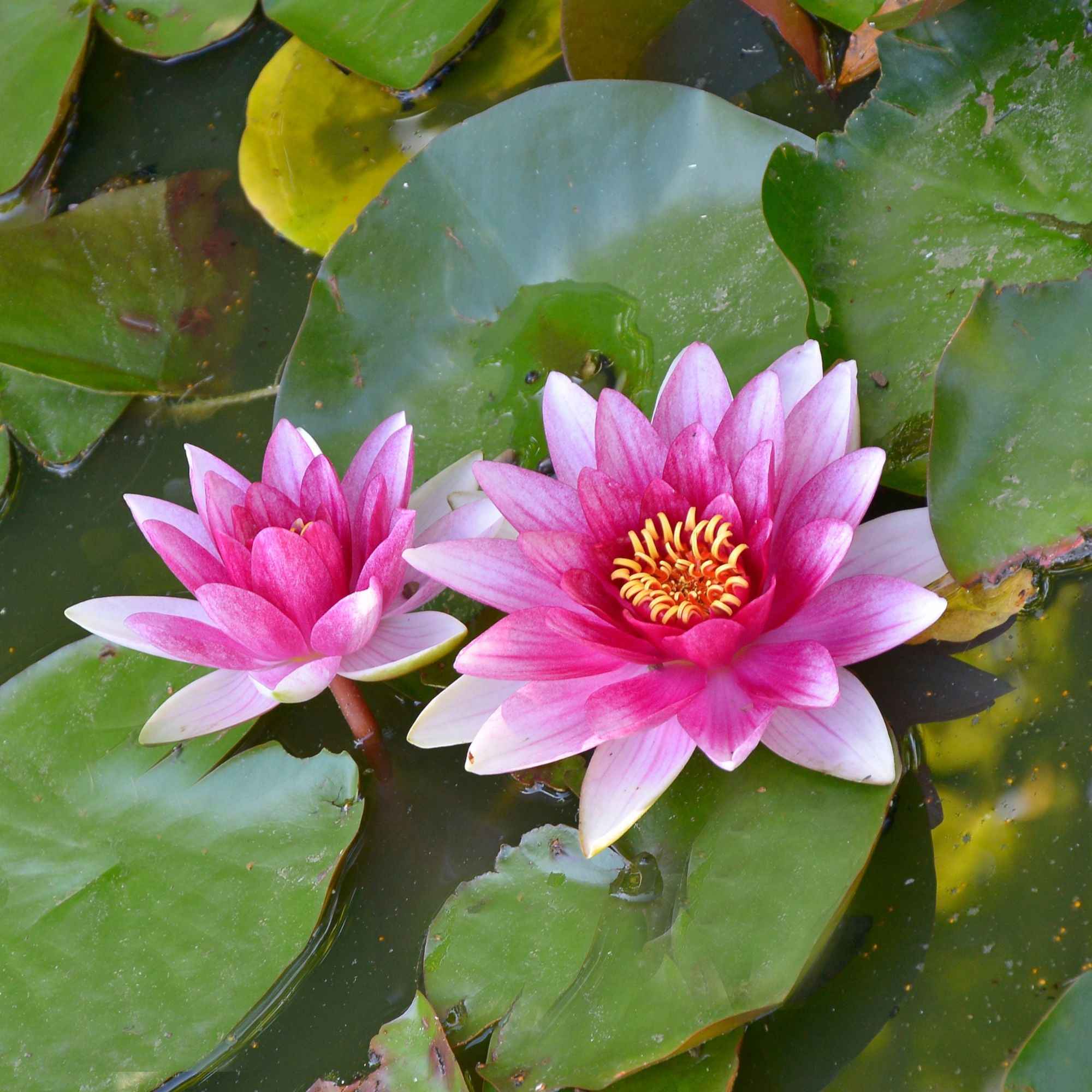Nénuphar 'Escarboucle' - Image 2