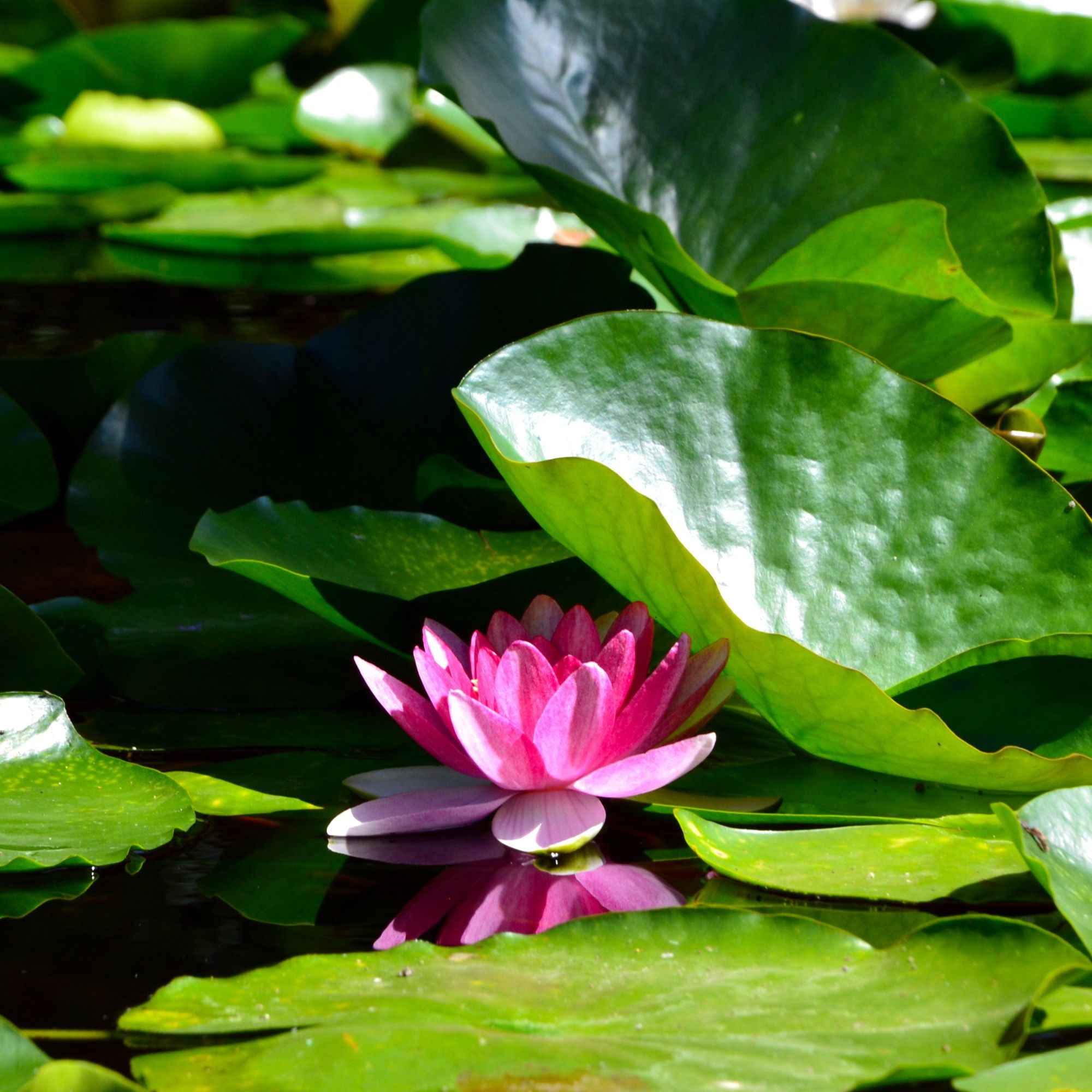 Nénuphar 'James Brydon'
