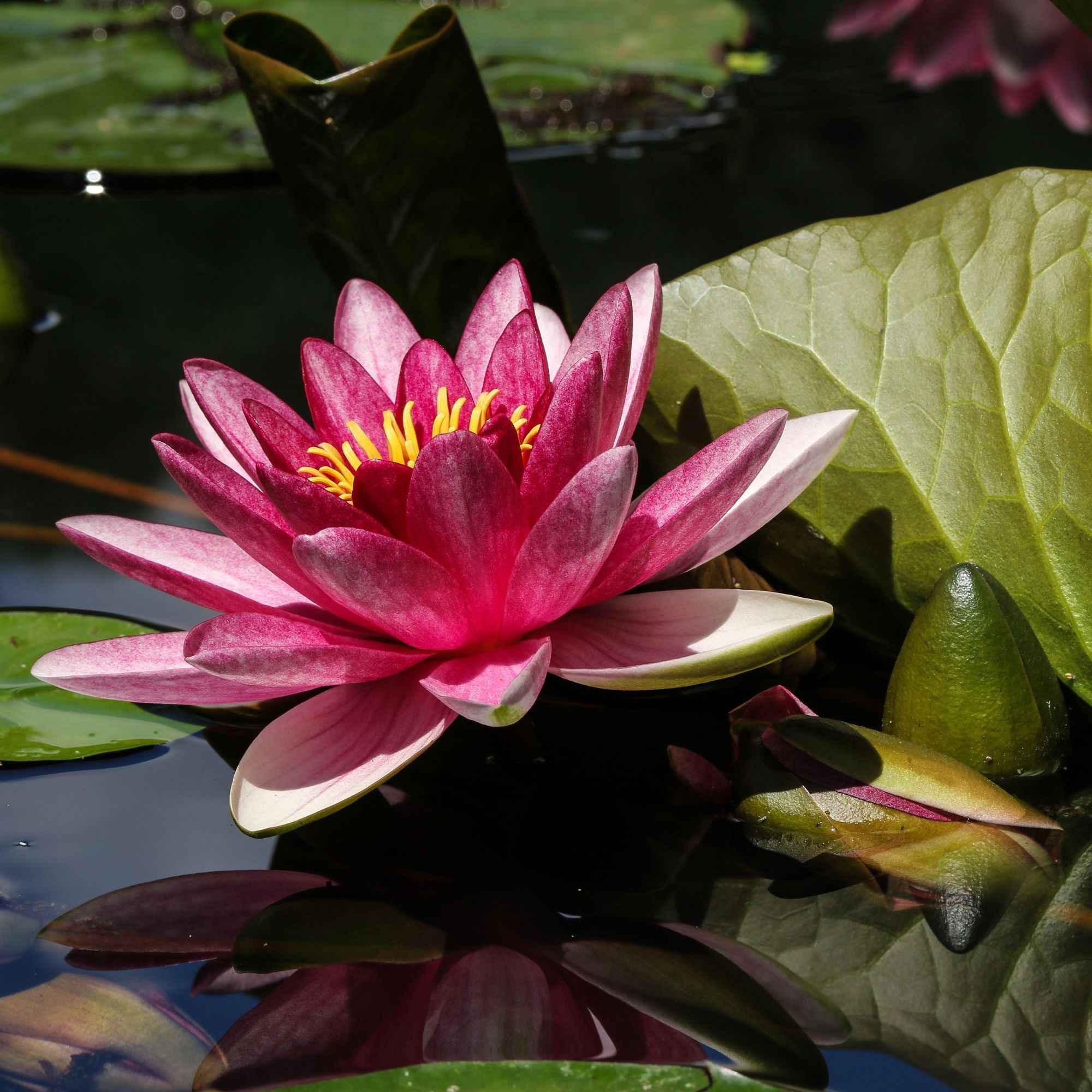 Nénuphar 'James Brydon' - Image 2