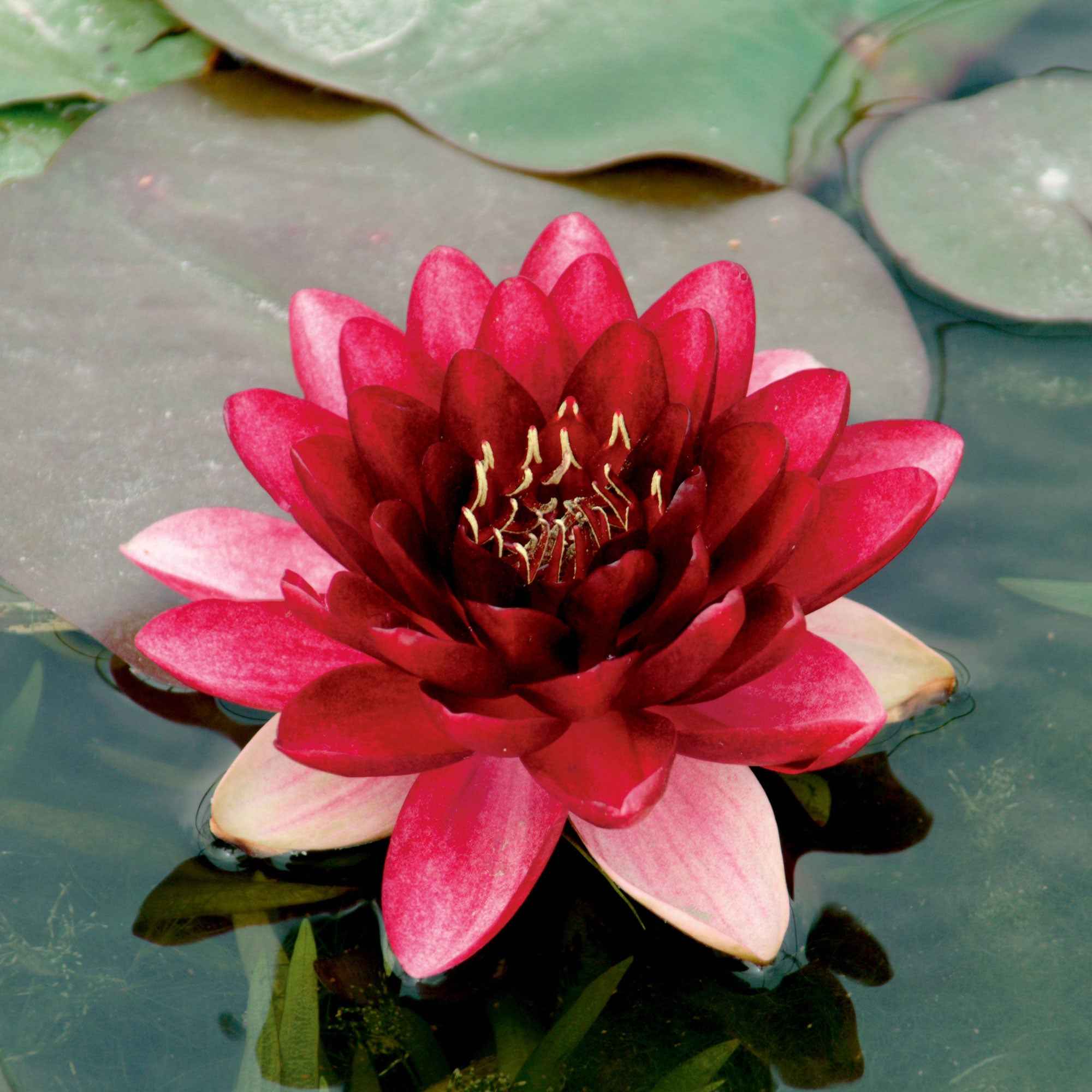 Nénuphar 'Perry's Almost Black'