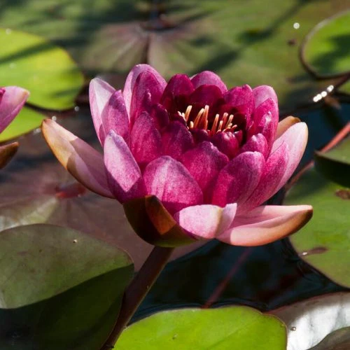 Nénuphar 'Perry's Almost Black' - Image 2
