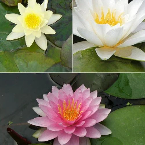 3 Nénuphars roses - jaunes - blancs - Image 2