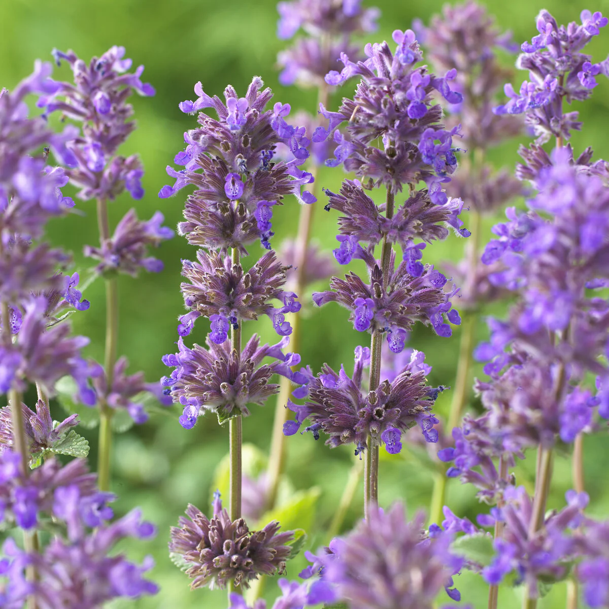 Nepeta Grog