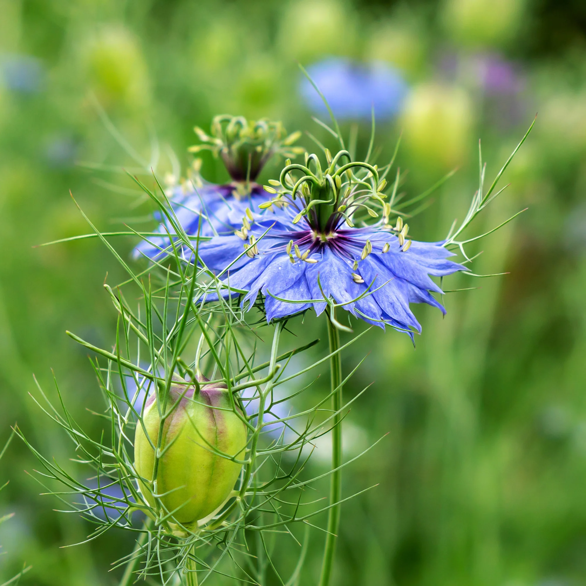 Nigelle d’Espagne 'Midnight' - Image 2