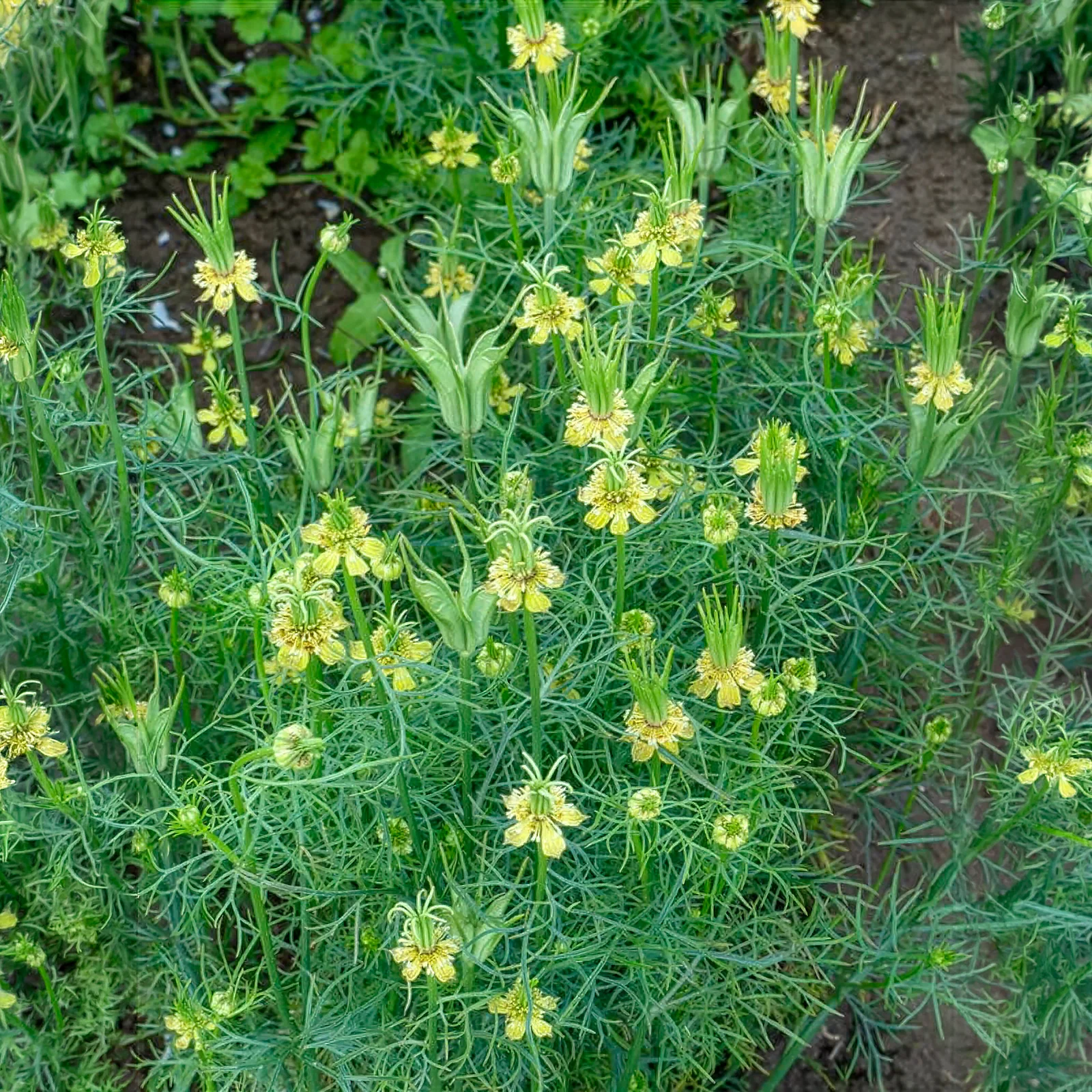 Nigelle d'Orient Transformer
