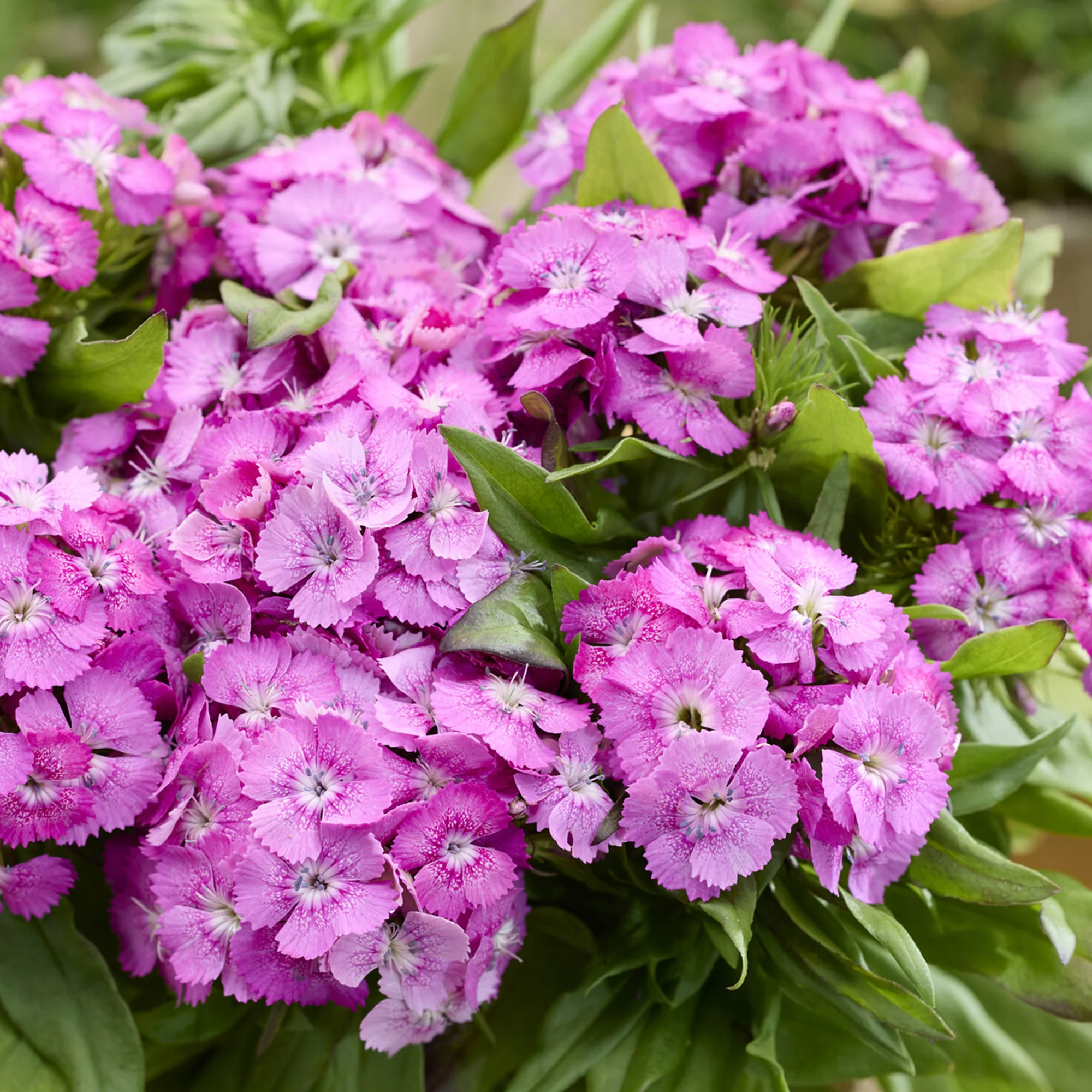 Œillet de poète Barbarini Pink - Image 3
