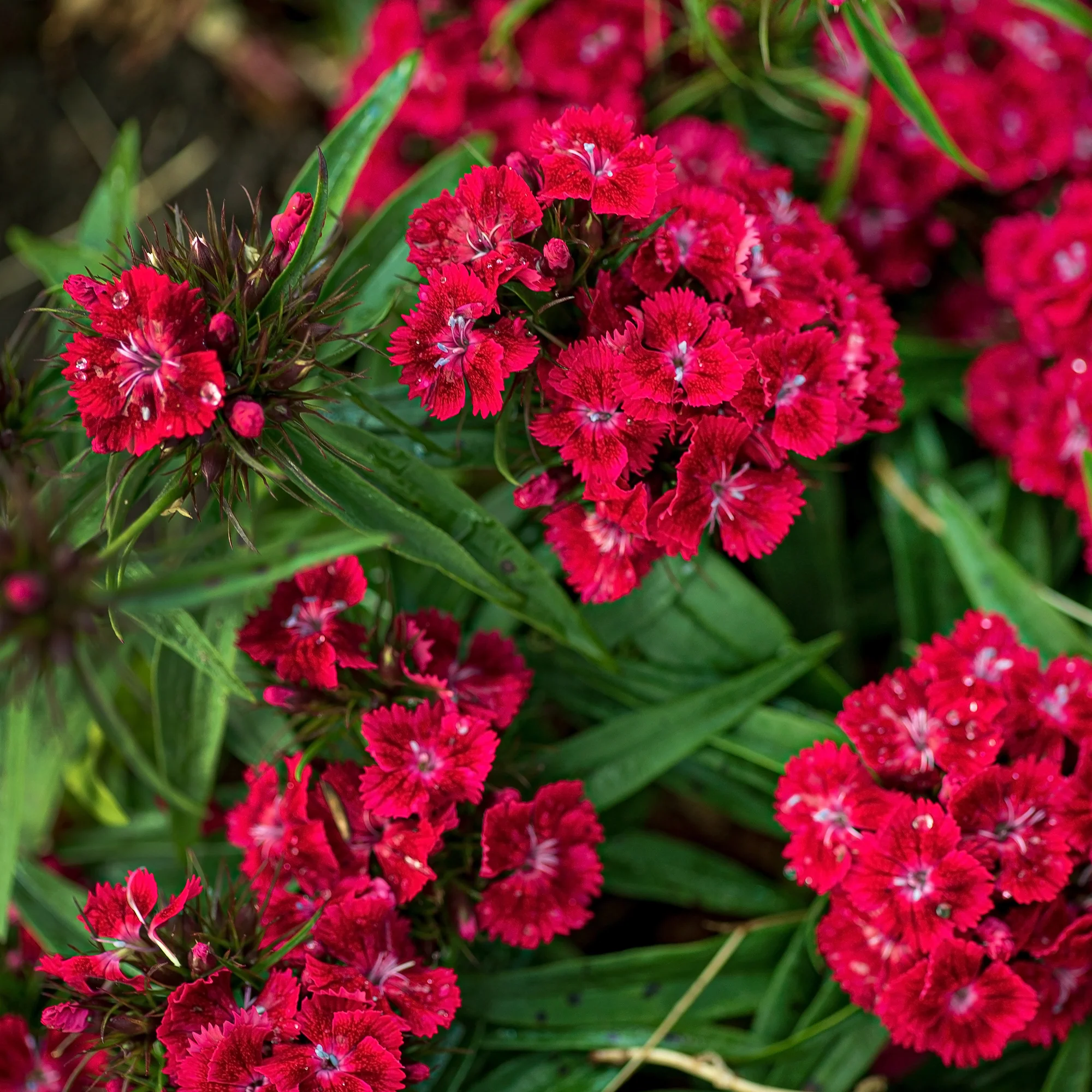 Œillet de poète Barbarini Red