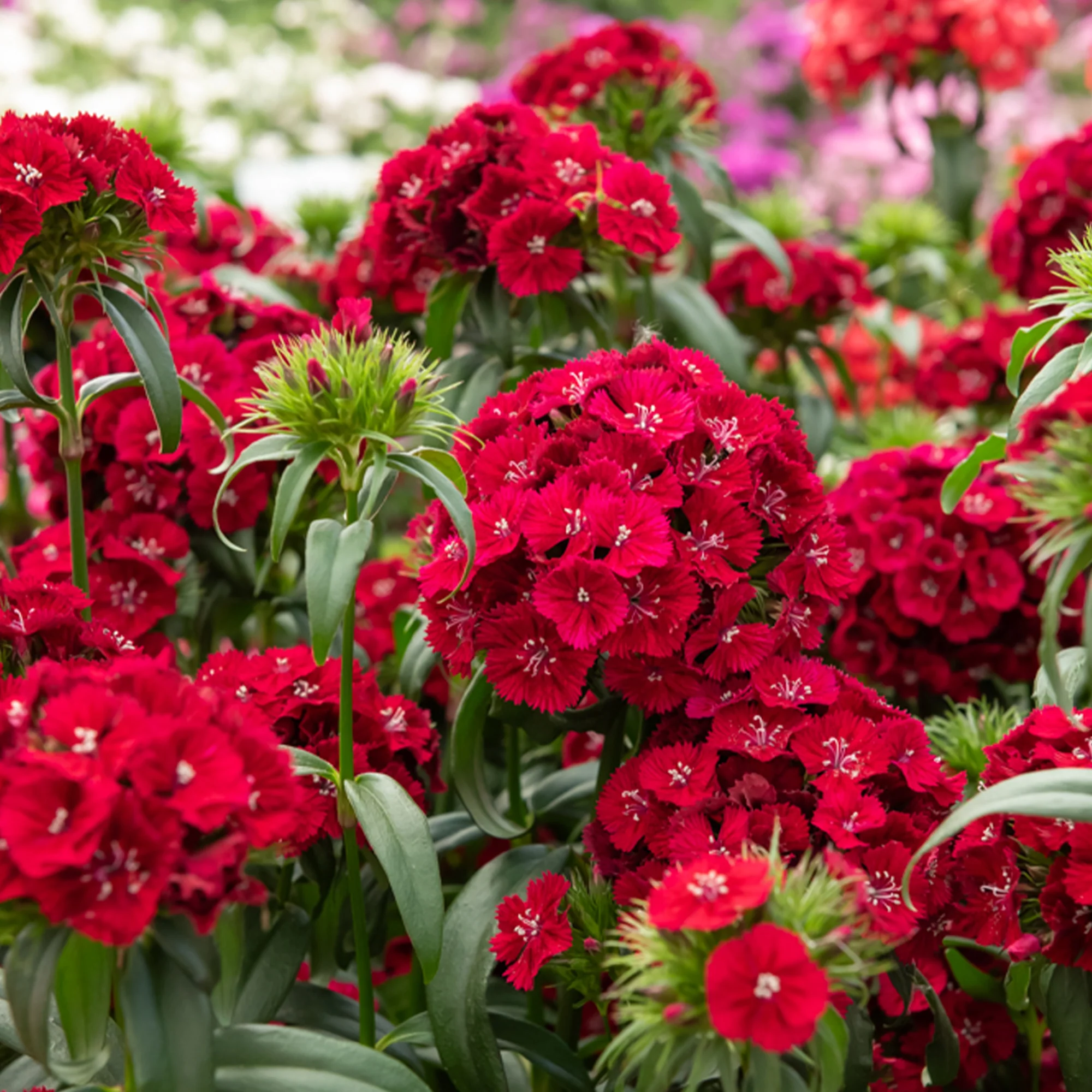 Œillet de poète Barbarini Red - Image 2