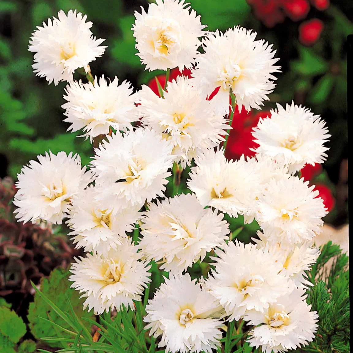 2 Œillets Grenadin White - Image 2