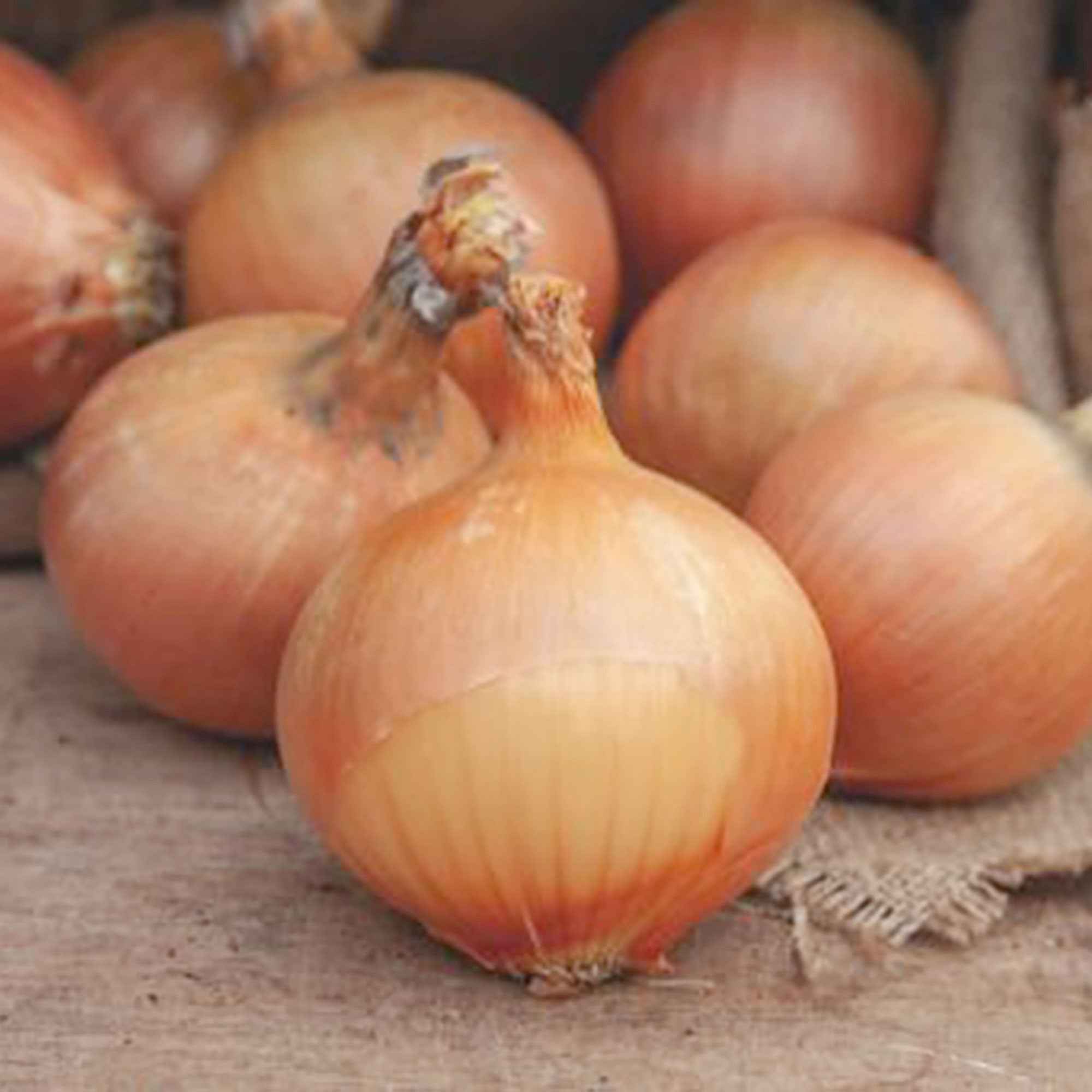 Oignon jaune 'Rijnsburger 5'