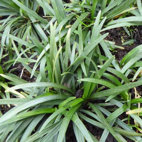 Ophiopogon japonicus Minor