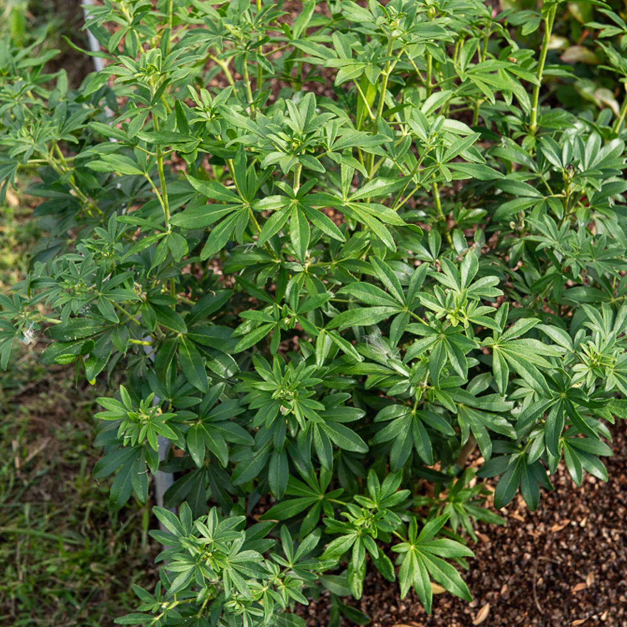 Oranger du Mexique Greenfingers® - Image 2