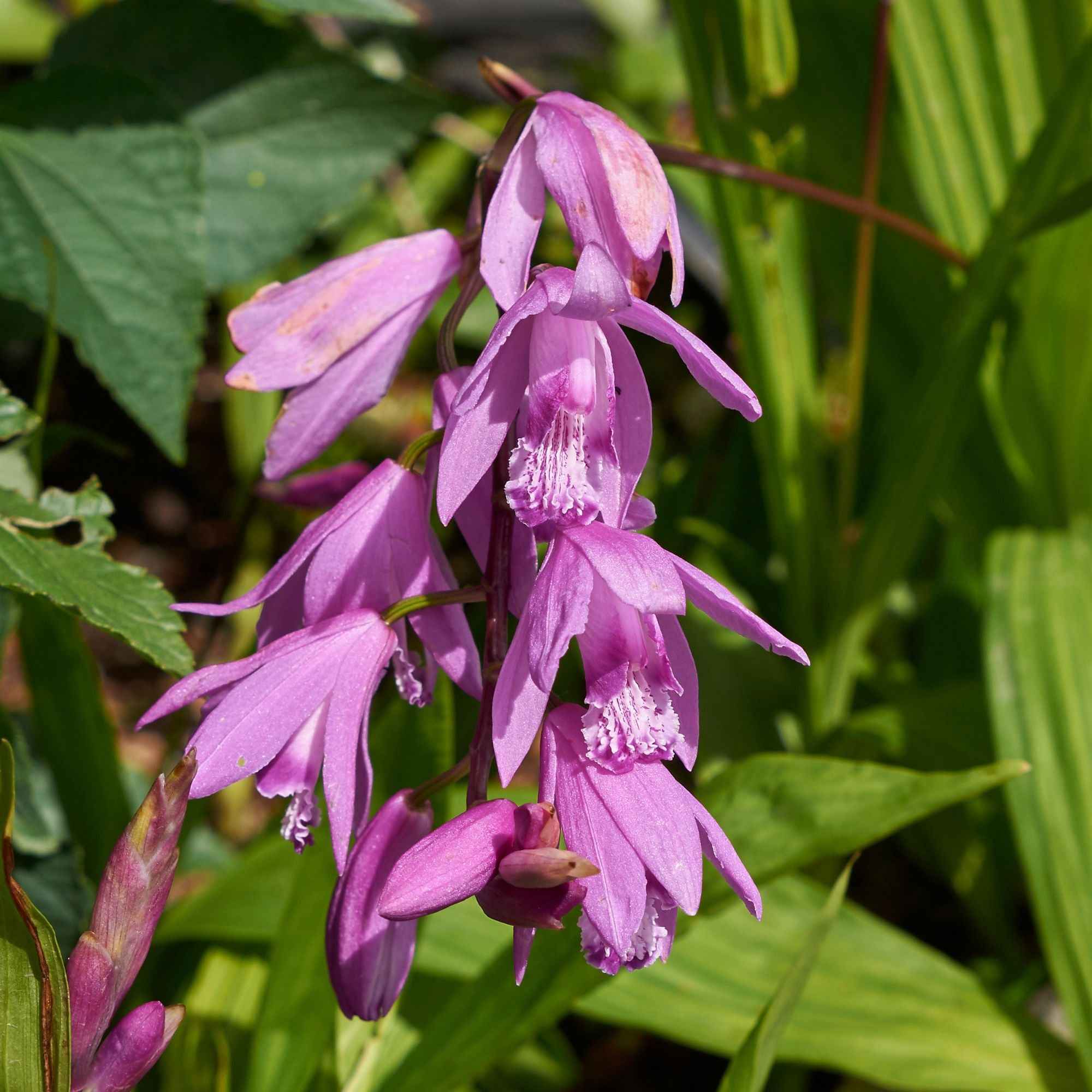 Orchidée Jacinthe - Image 2