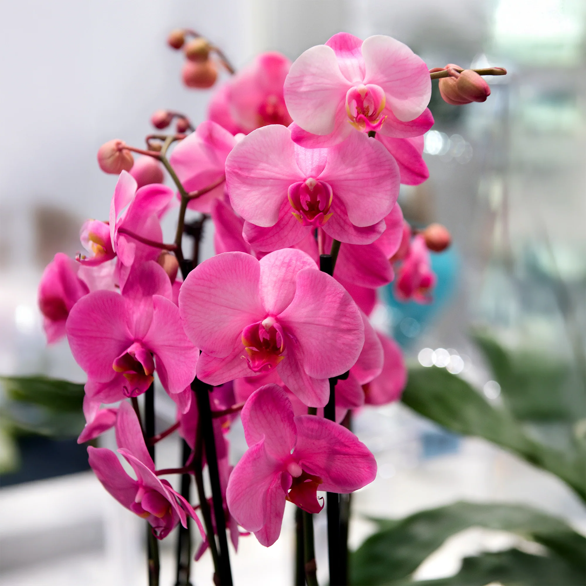 Orchidée rose