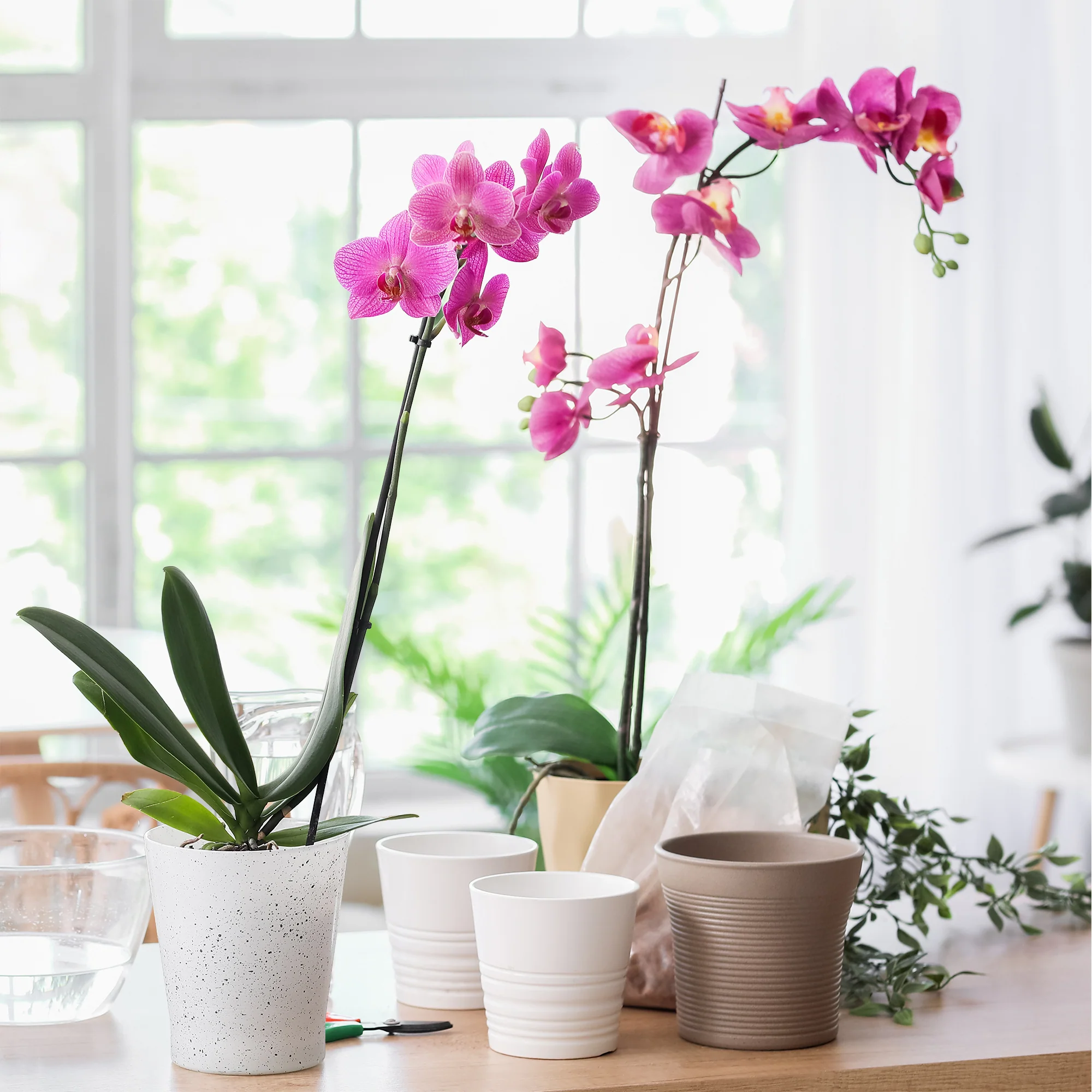 Orchidée rose - Image 2