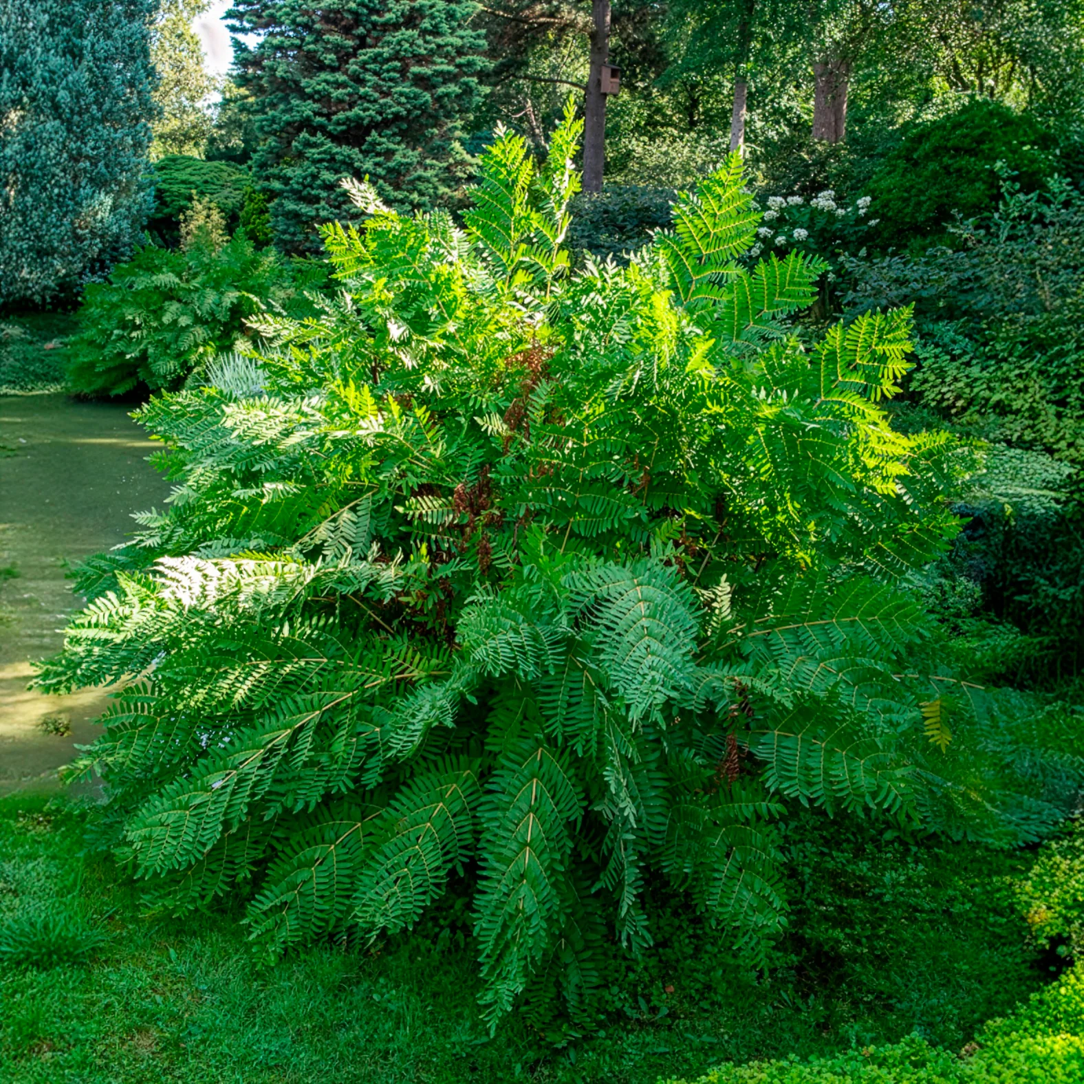 Osmonde royale - Image 6