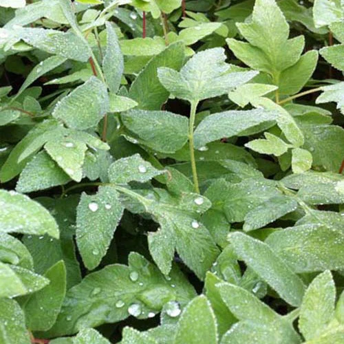 Osmonde royale Purpurascens