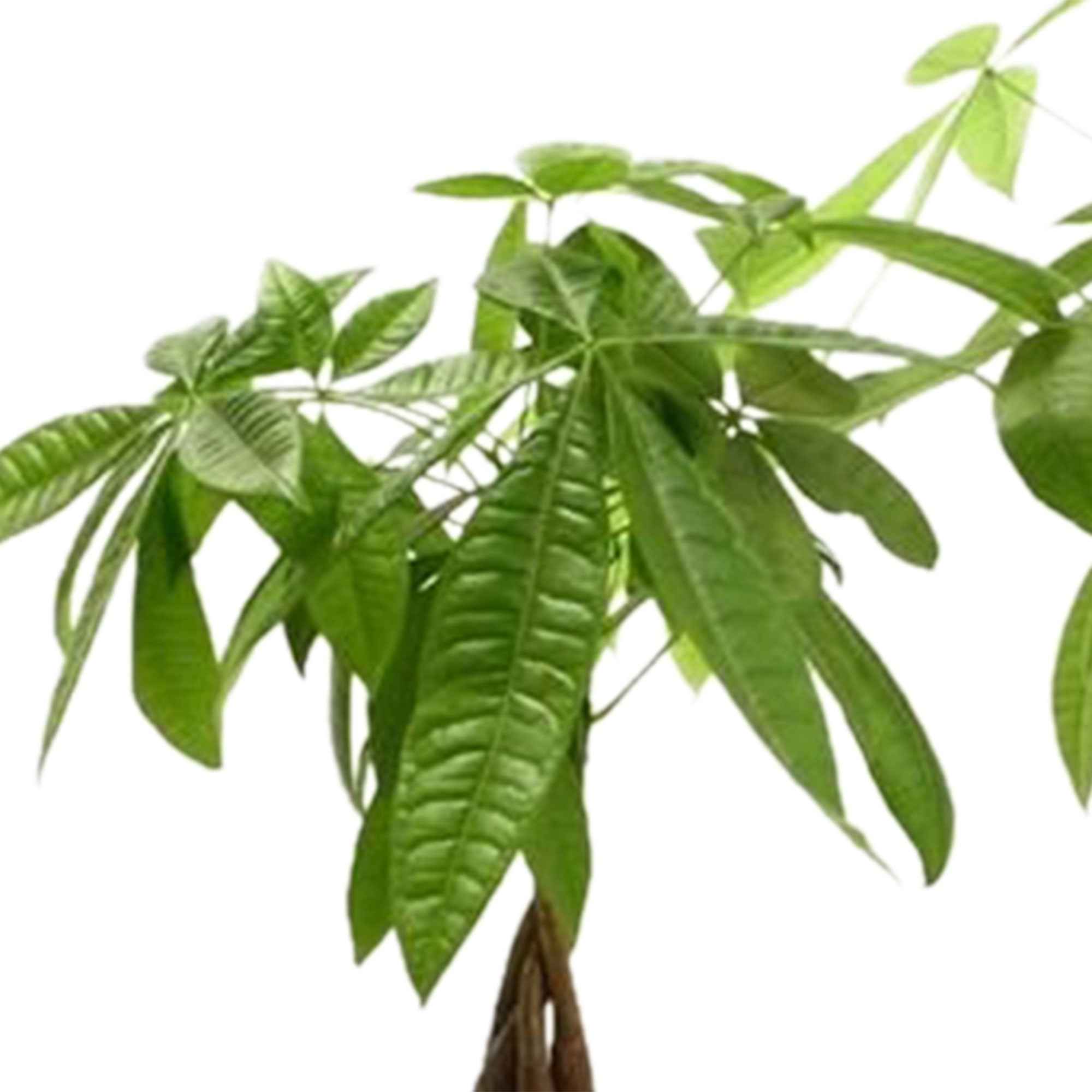 Pachira aquatica