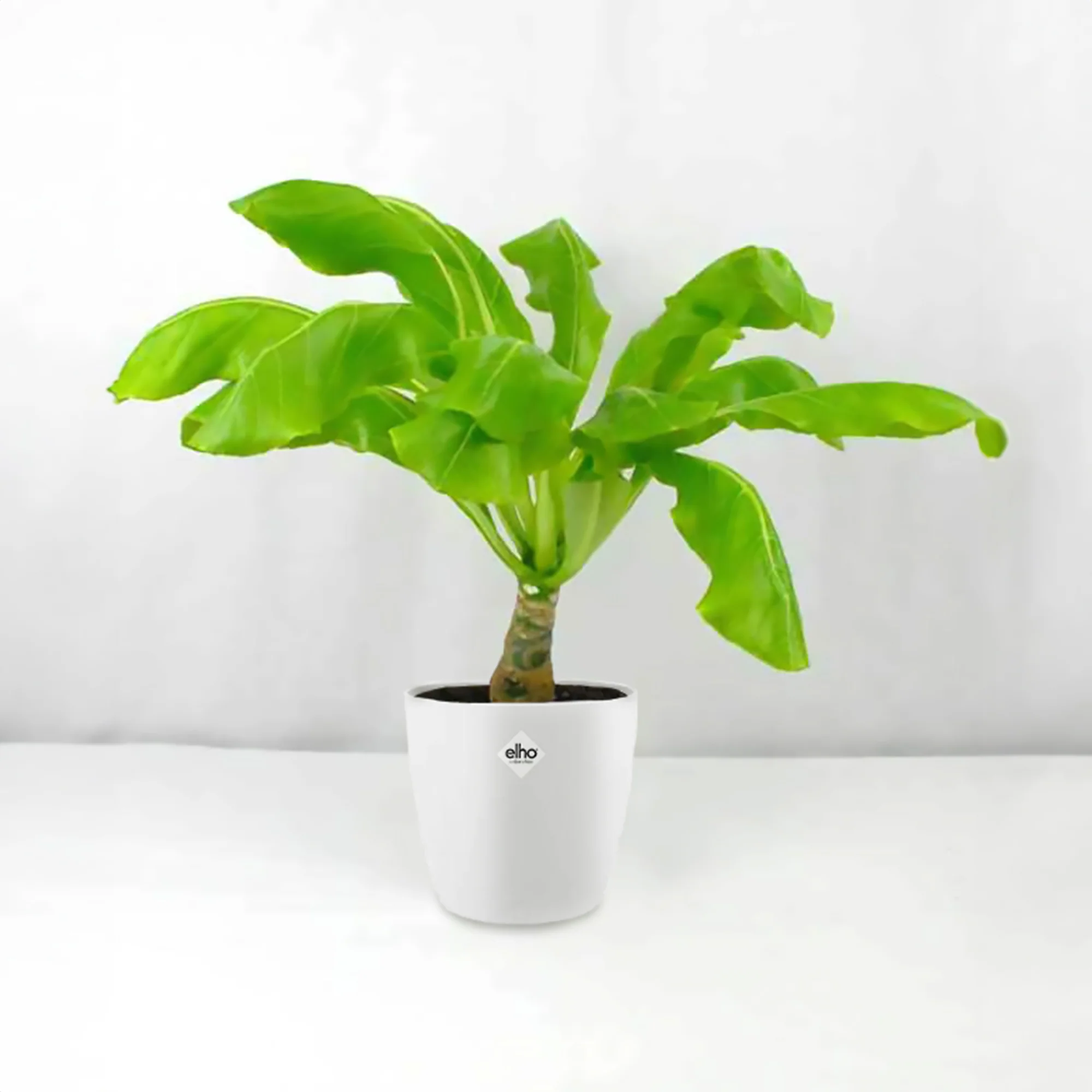 Palmier Hawaien + Cache pot blanc 14cm. - Image 2