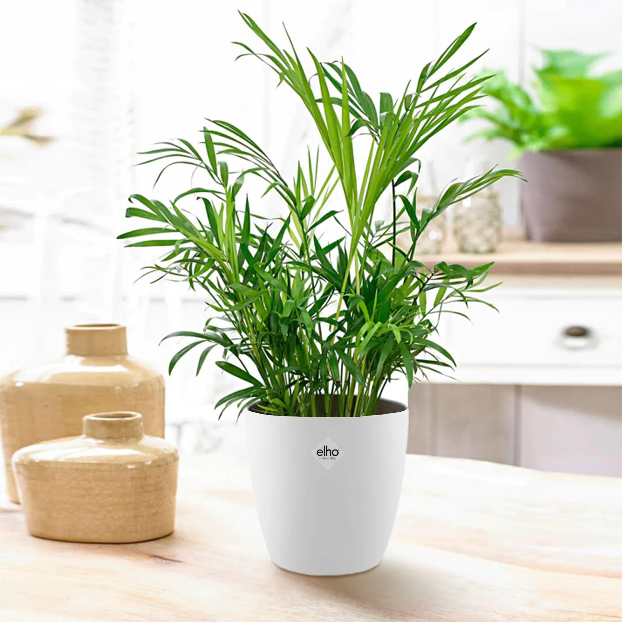 Palmier nain + cache pot blanc 14 cm.