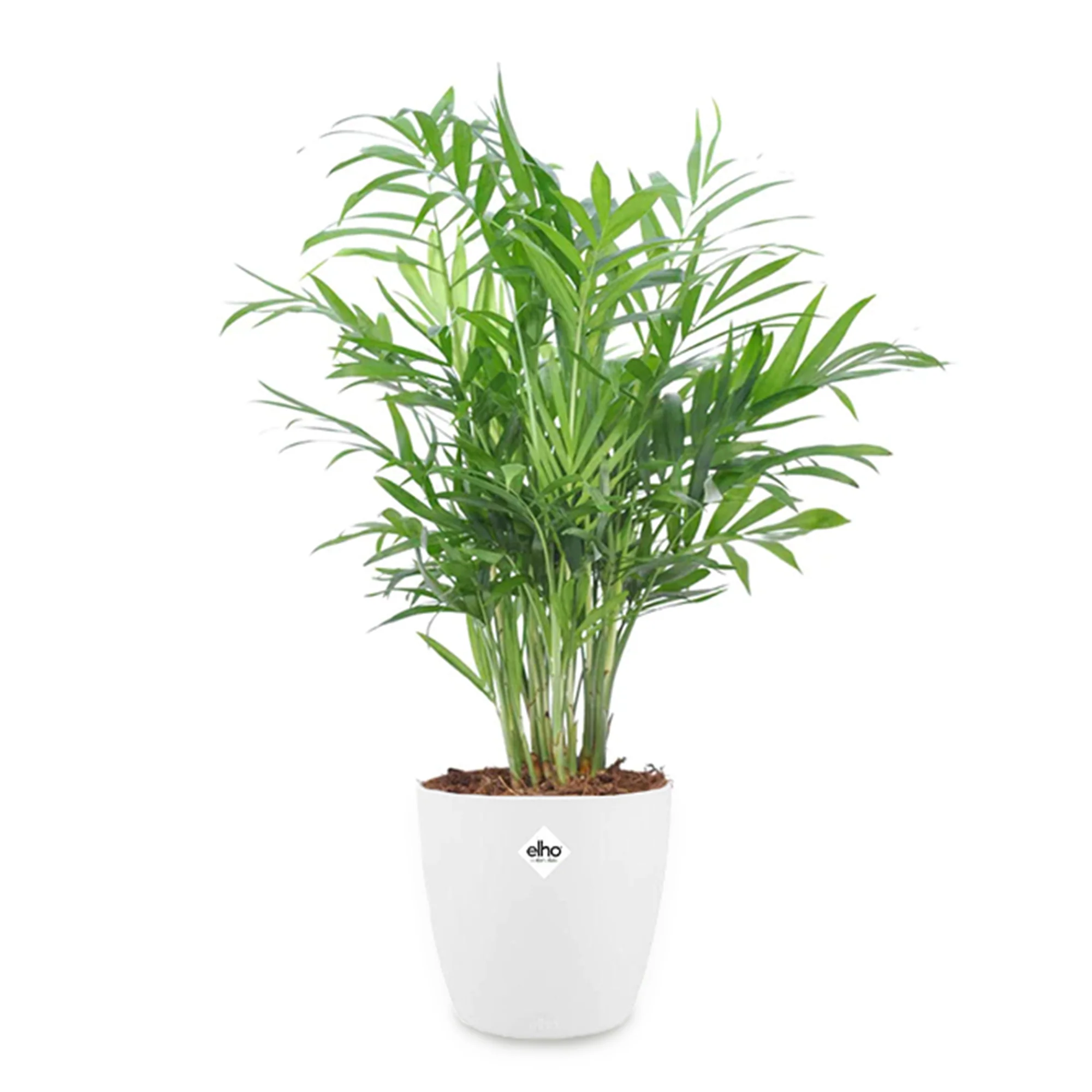 Palmier nain + cache pot blanc 14 cm. - Image 2