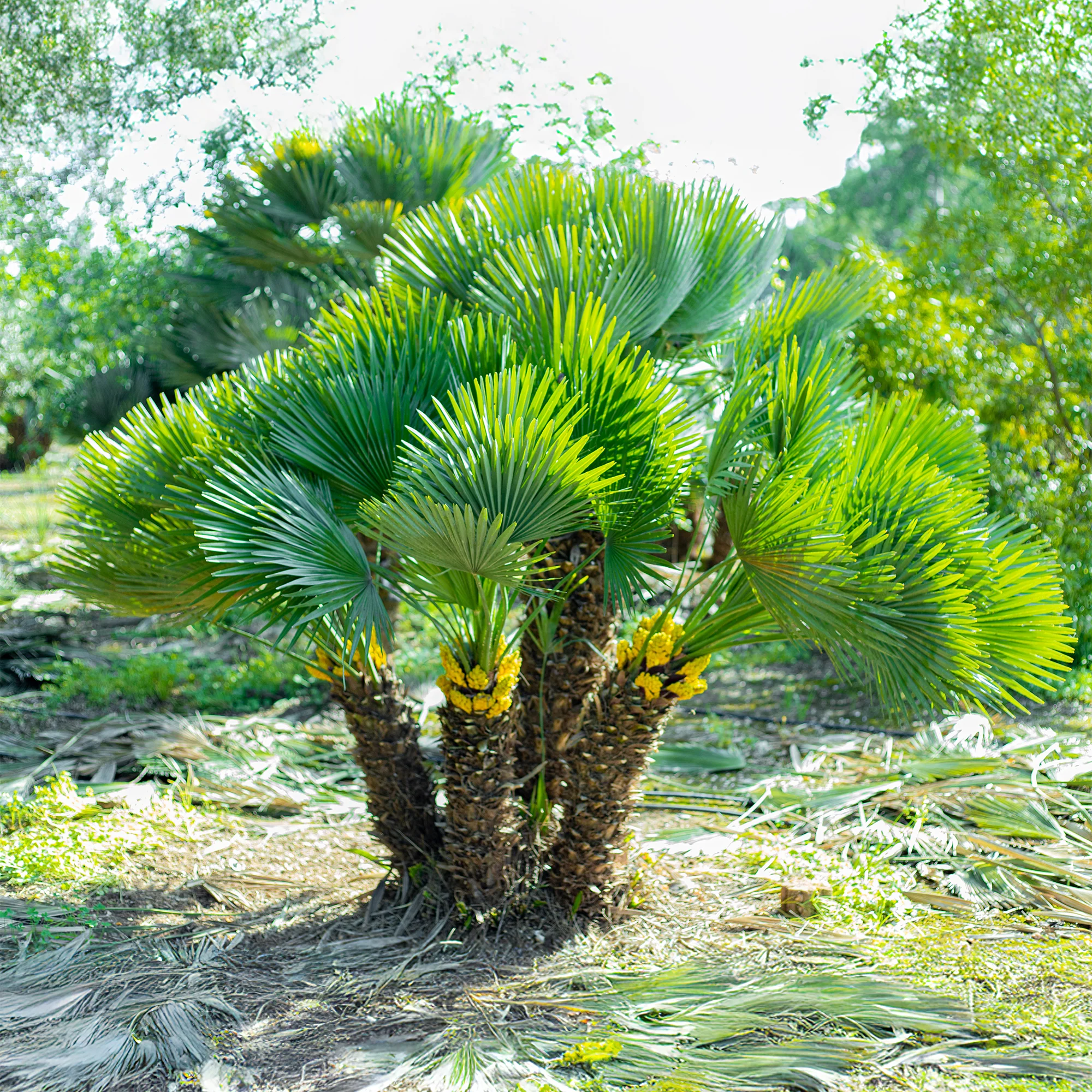 Palmier nain Vulcano - Image 3