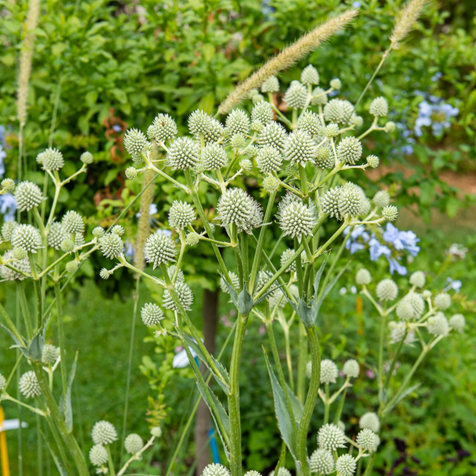 Panicaut à feuilles de yucca