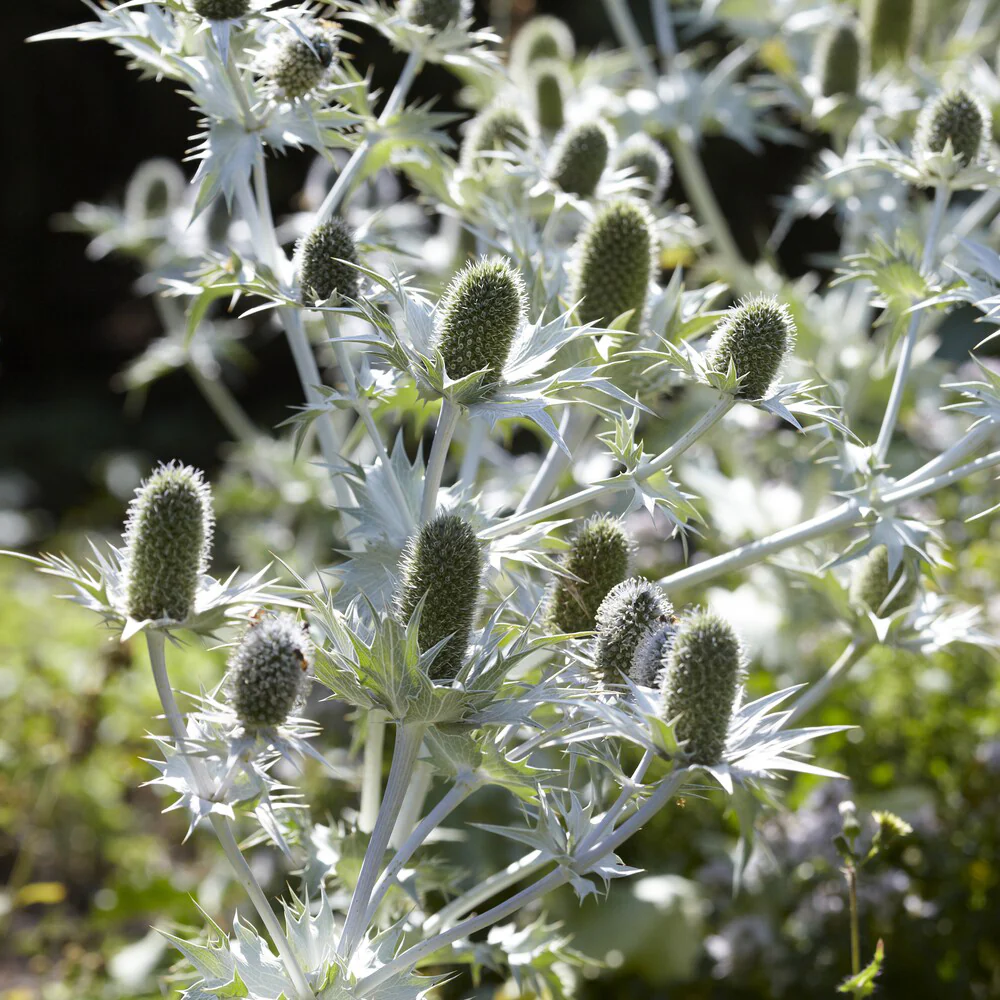 Panicaut géant - Image 2