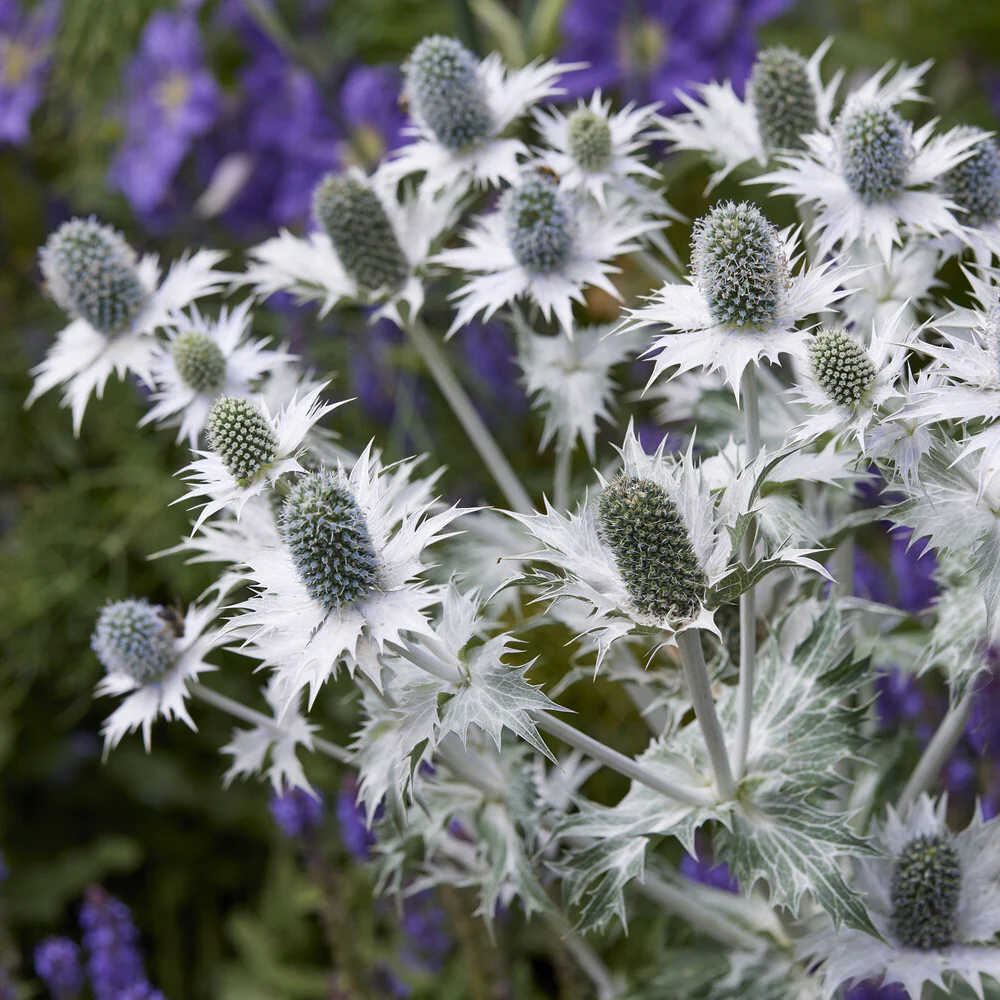 Panicaut géant - Image 3