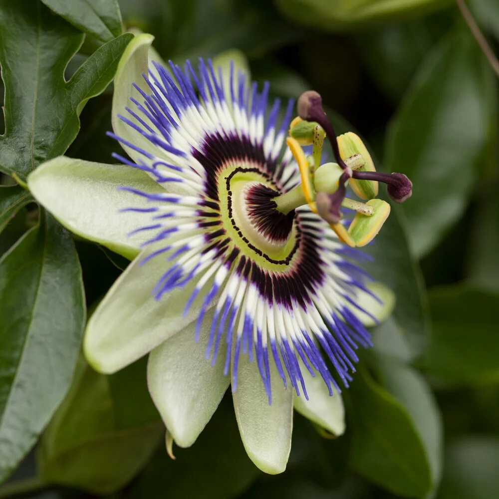 Fleur de la passion
