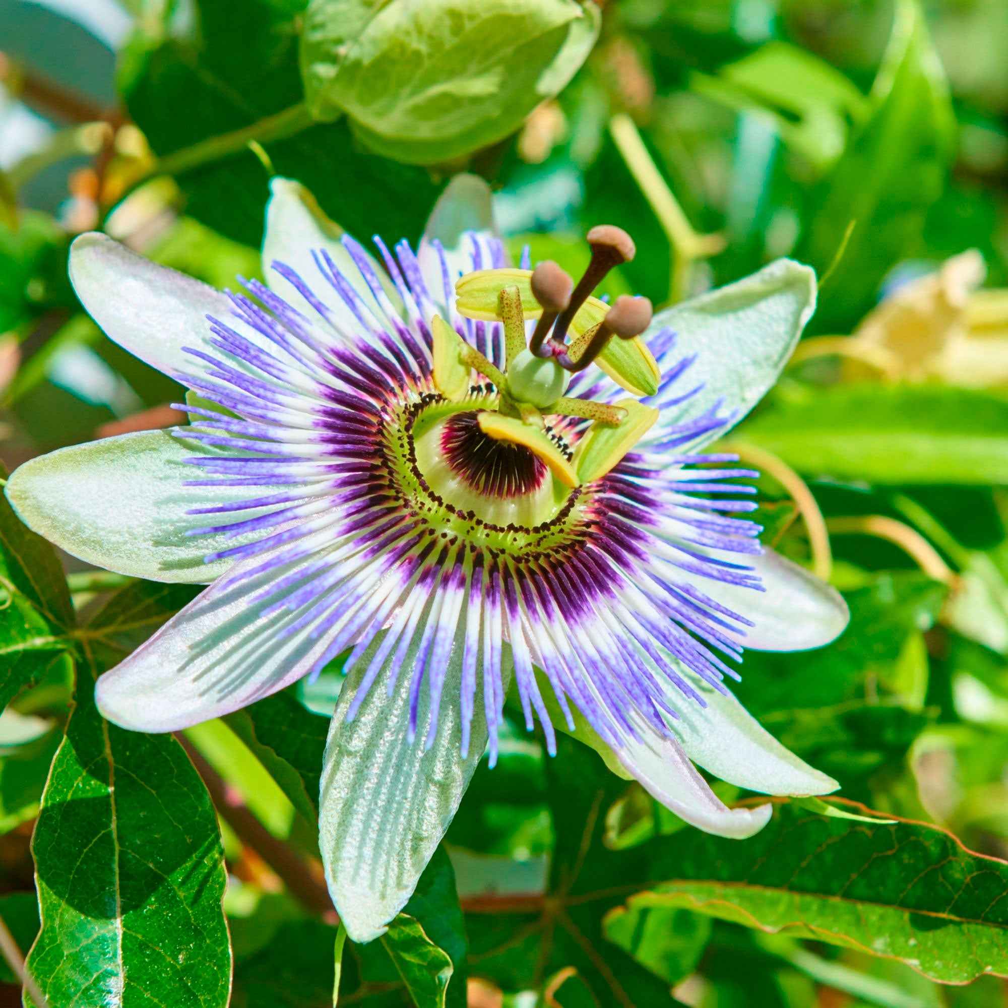 Passiflore bleue
