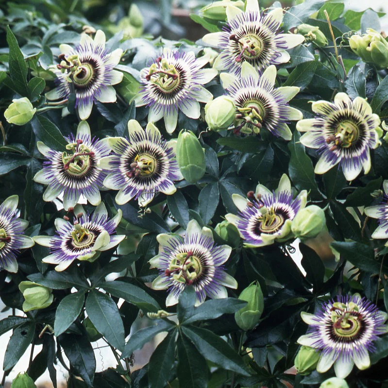 Passiflore bleue - Image 3