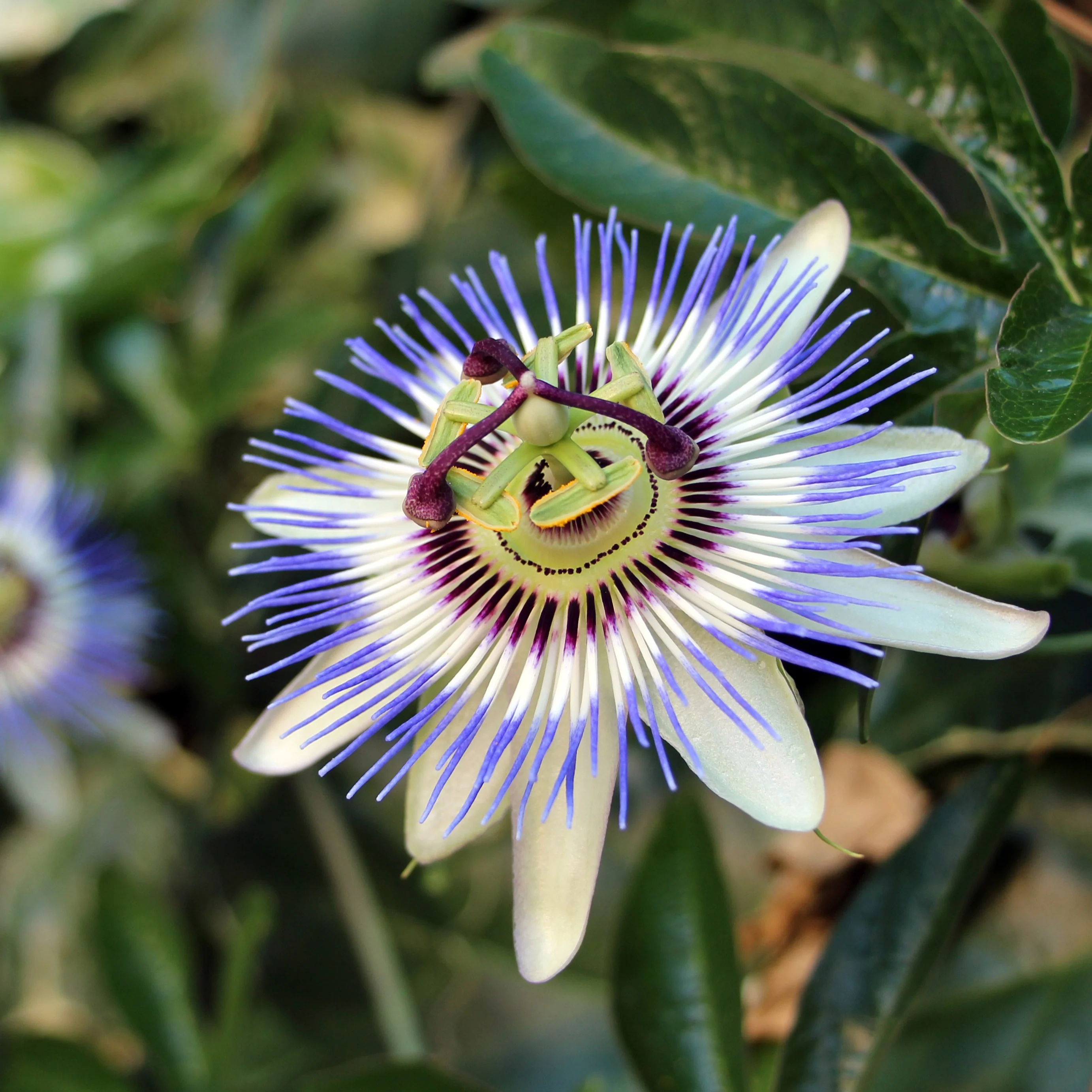 Passiflore bleue - Image 4