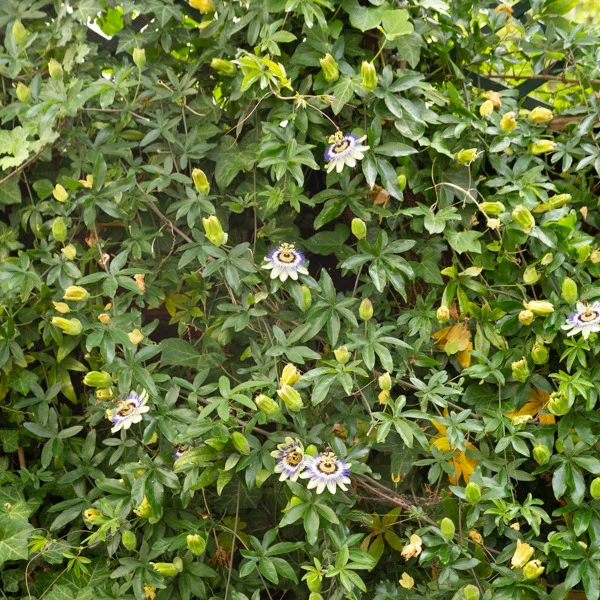 Passiflore bleue - Image 6