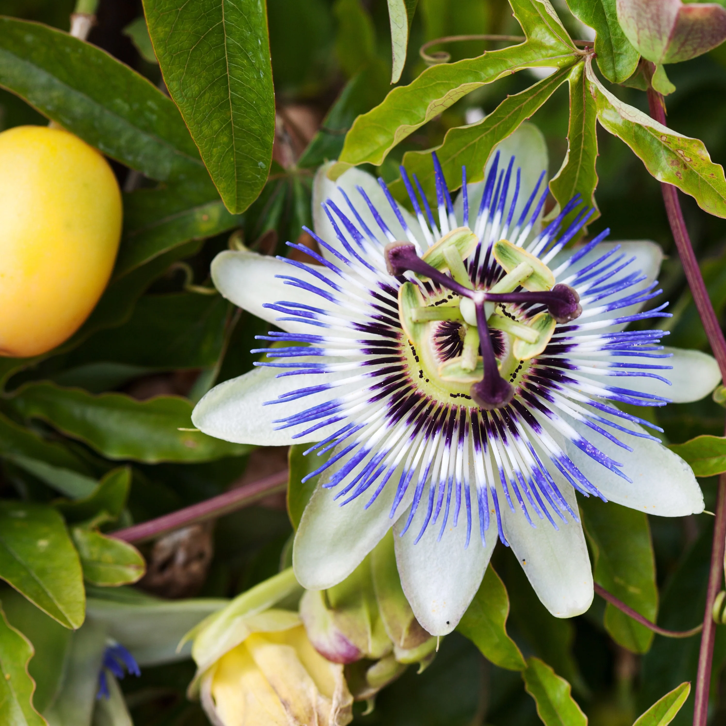 Passiflore bleue - Image 7