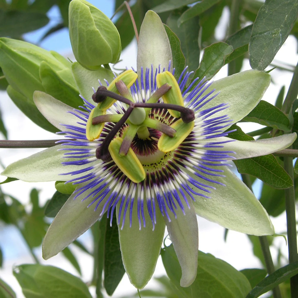 Passiflore bleue - Image 8