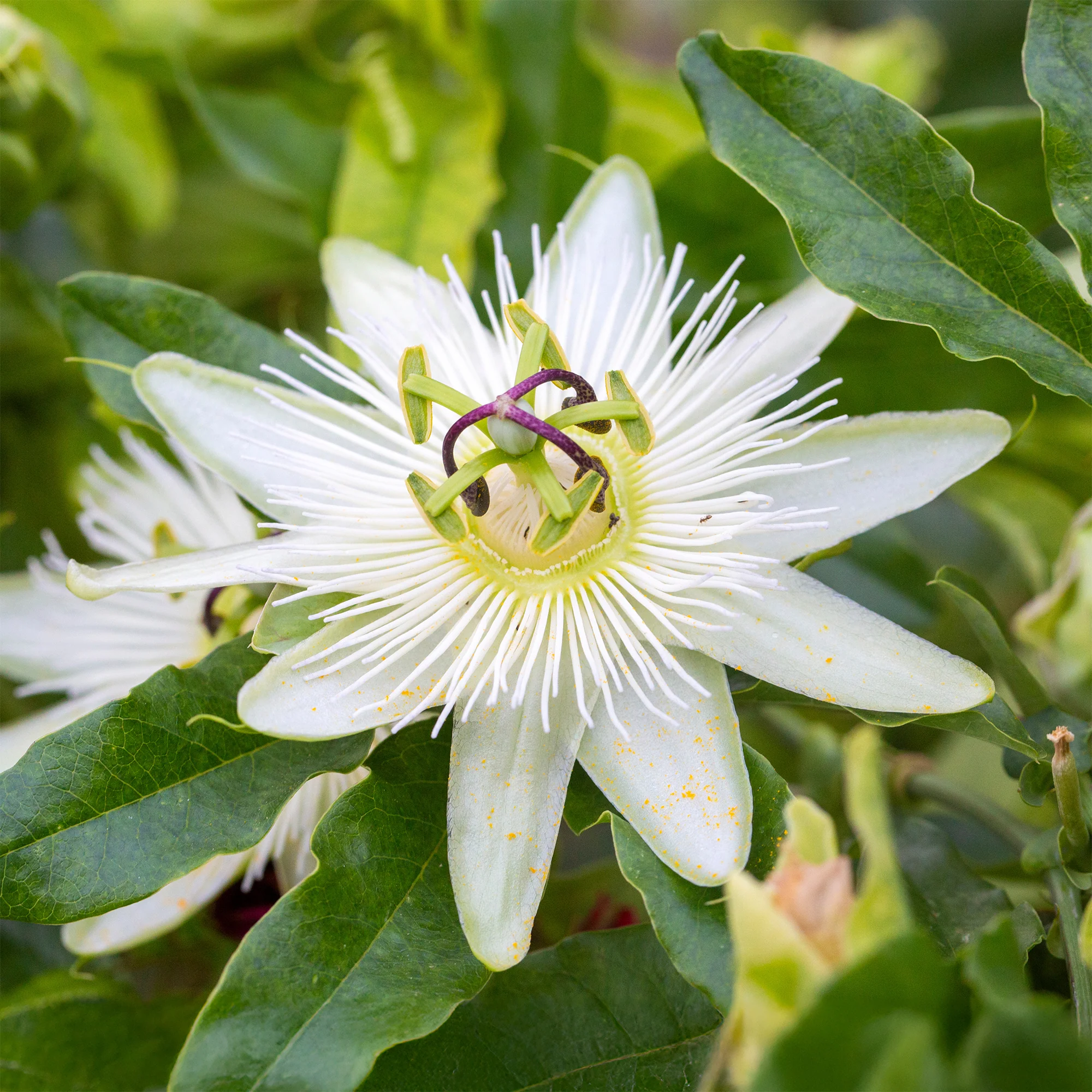 Passiflore 'Constance Elliot'