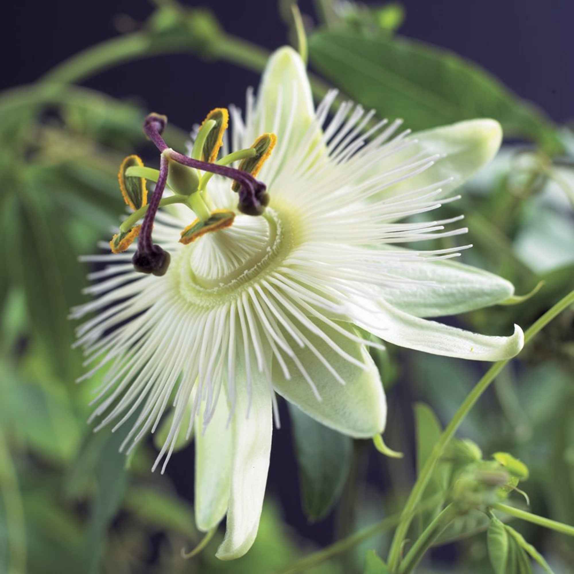 Passiflore 'Constance Elliot' - Image 2