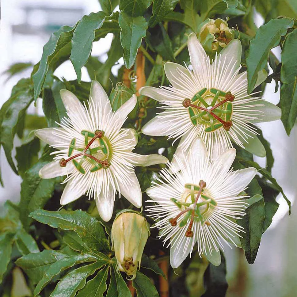 Passiflore 'Constance Elliot' - Image 3