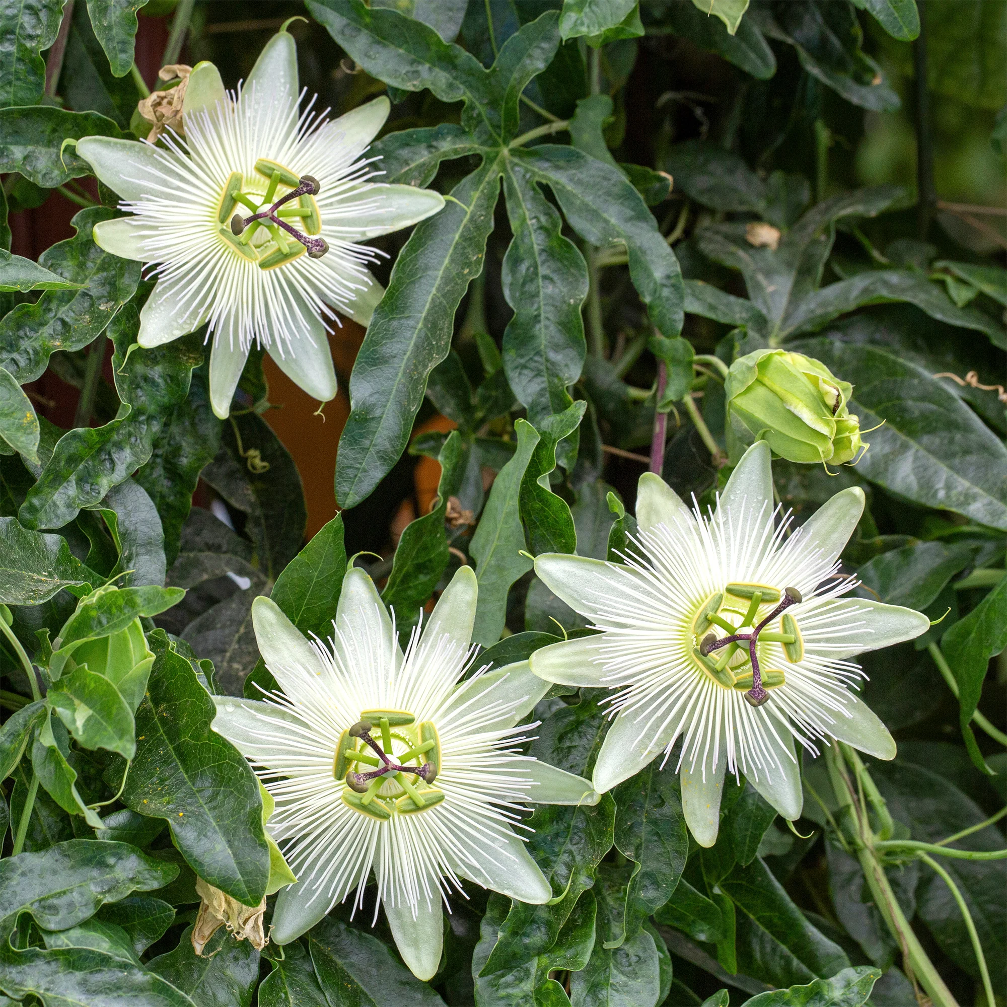 Passiflore 'Constance Elliot' - Image 4