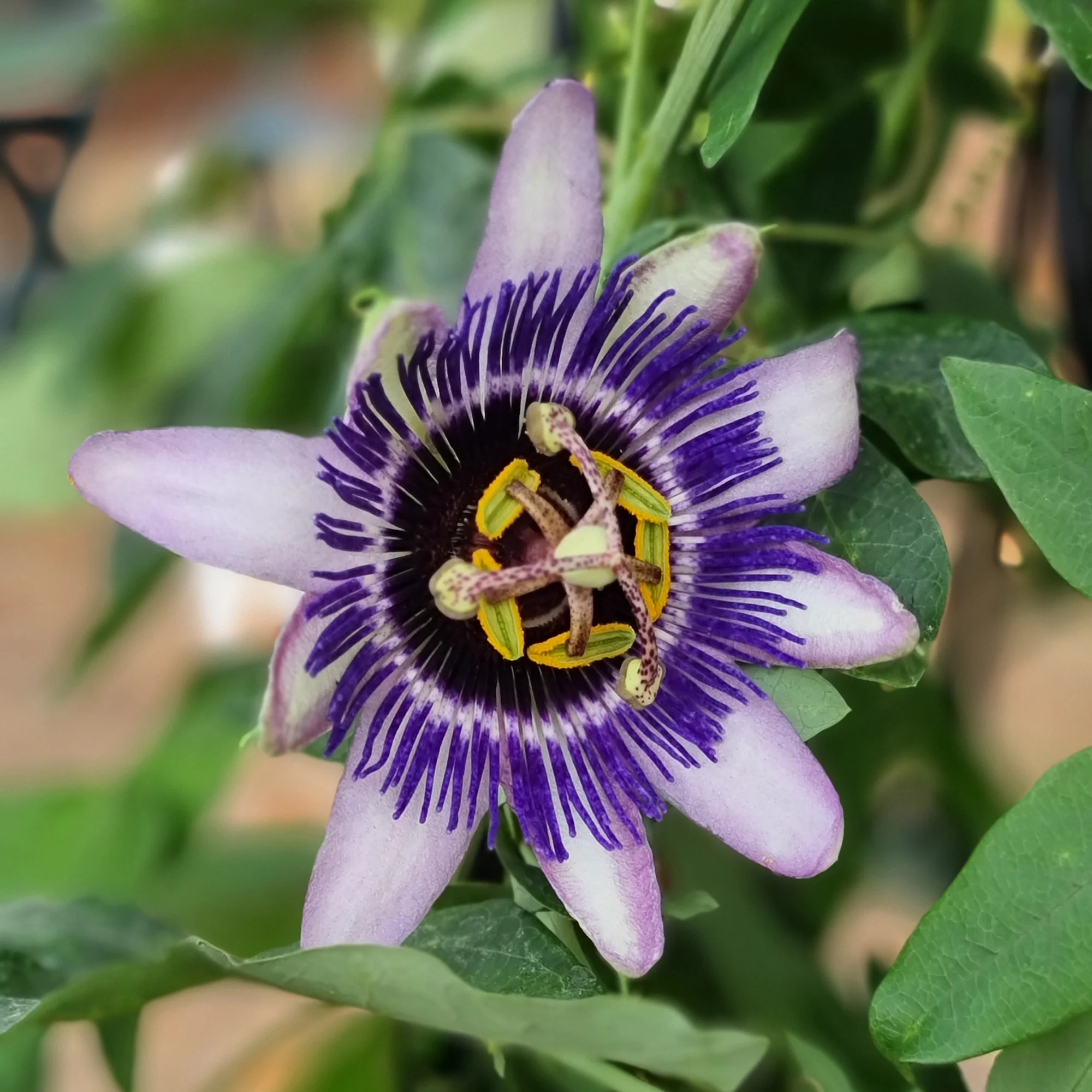 Passiflore Damsel's Delight® - Image 2