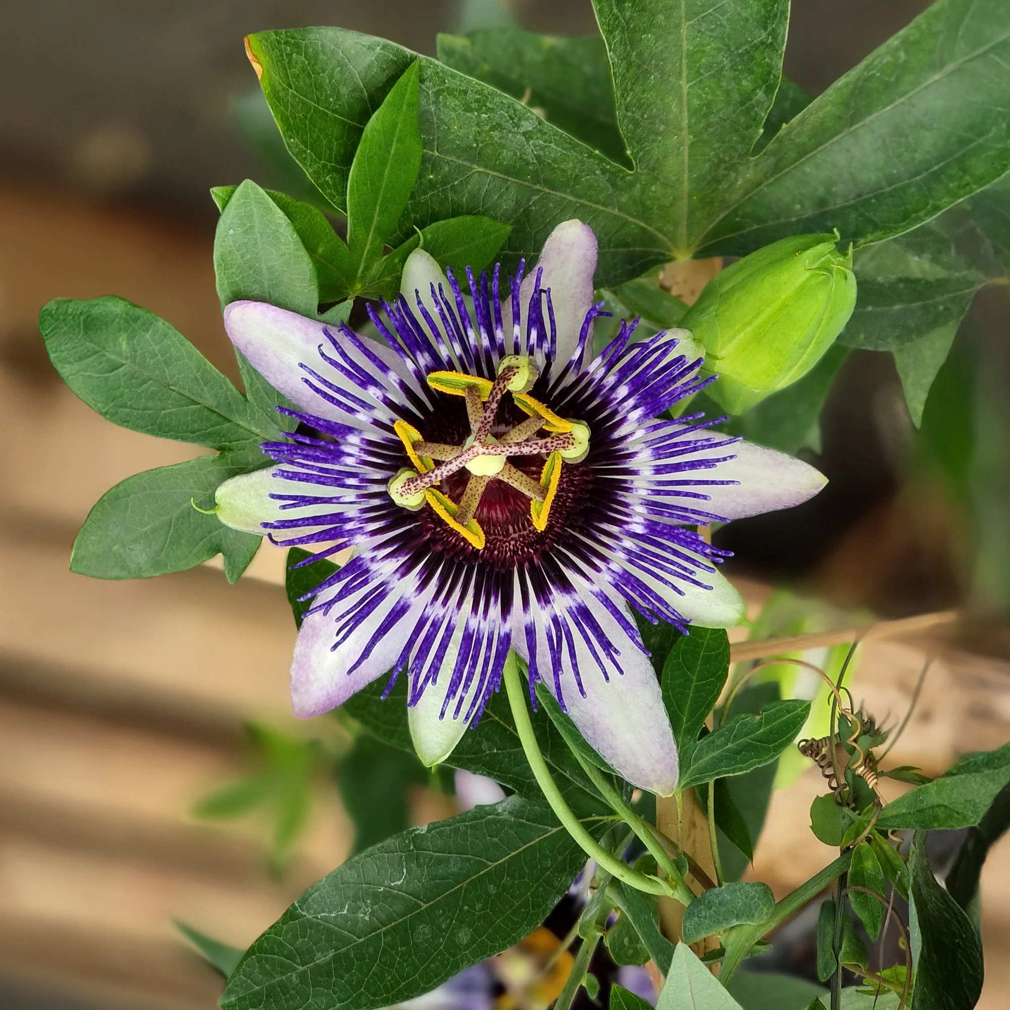 Passiflore Damsel's Delight® - Image 4