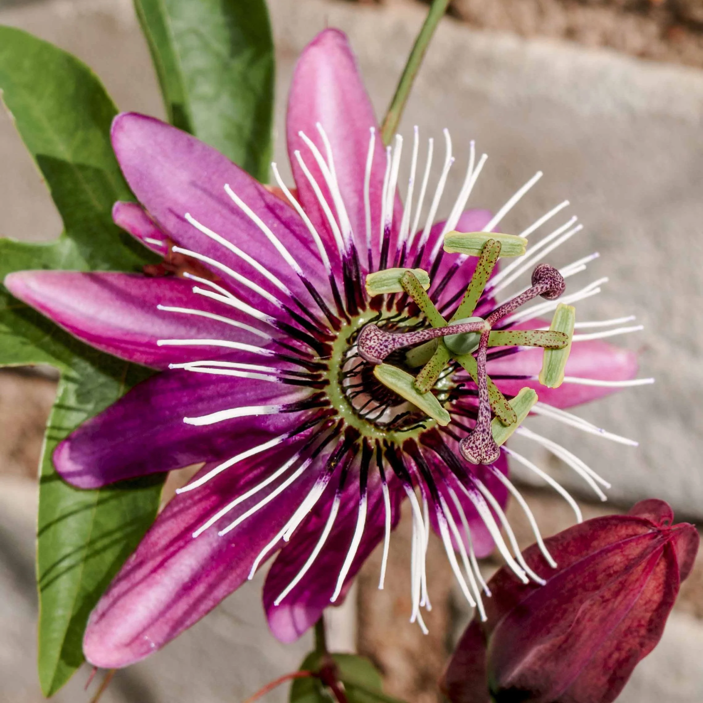 Passiflore Victoria - Image 2