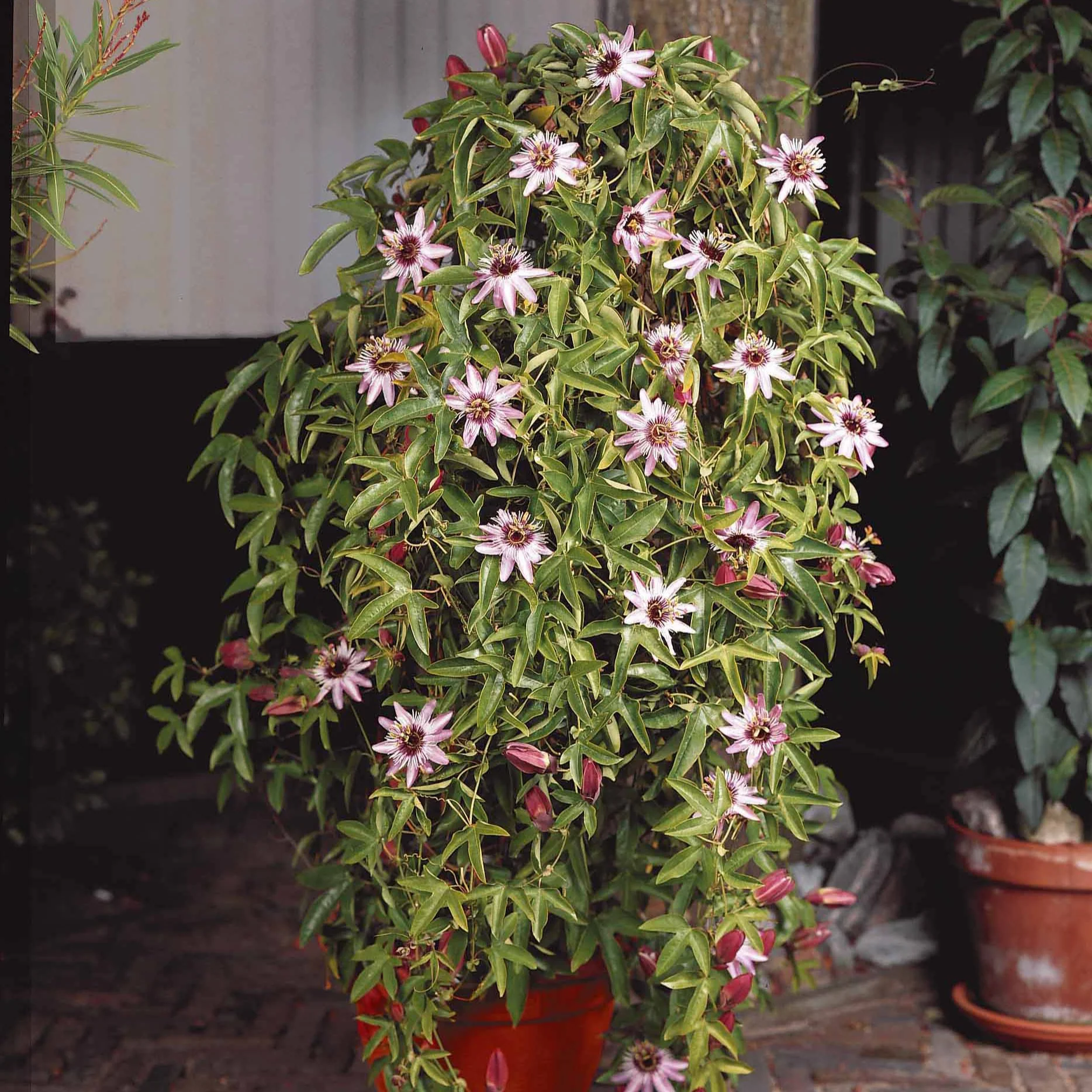 Passiflore Victoria - Image 3