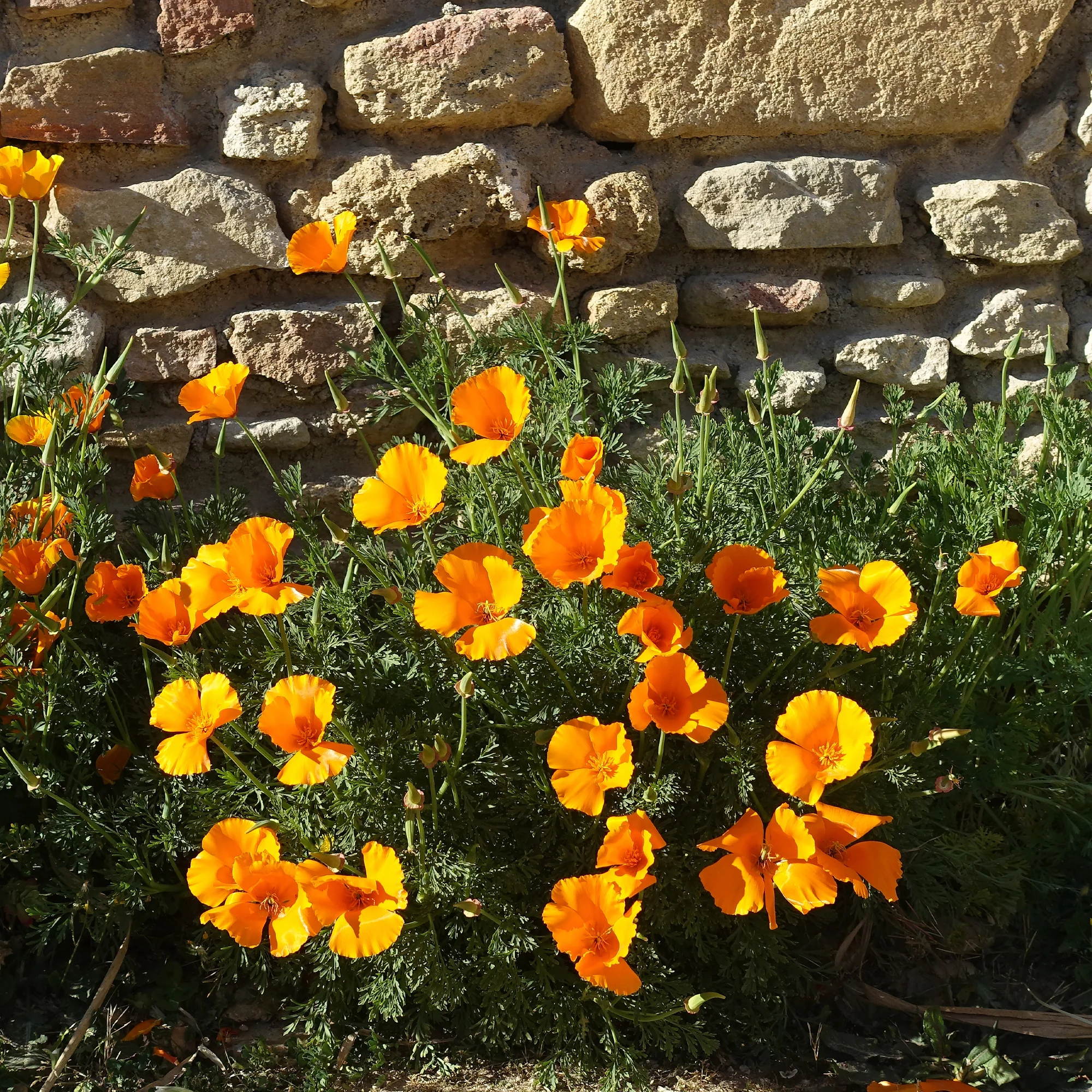 Pavot de californie  'Aurantiaca' - Image 4