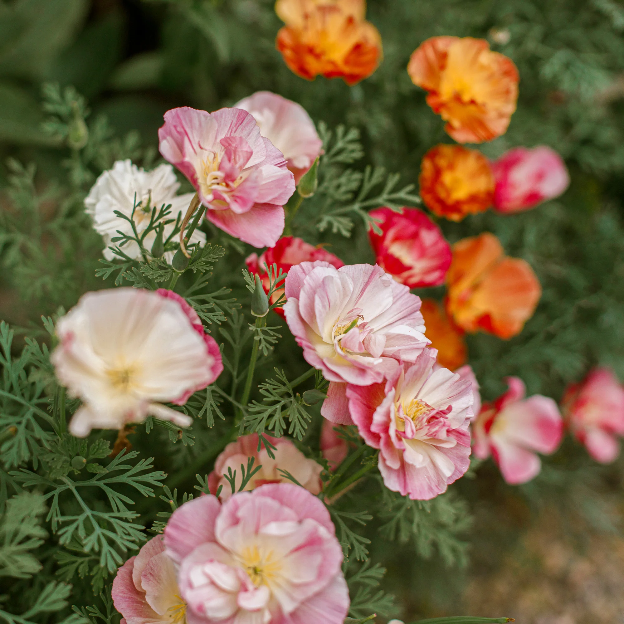 Pavot de Californie Double Appleblossom